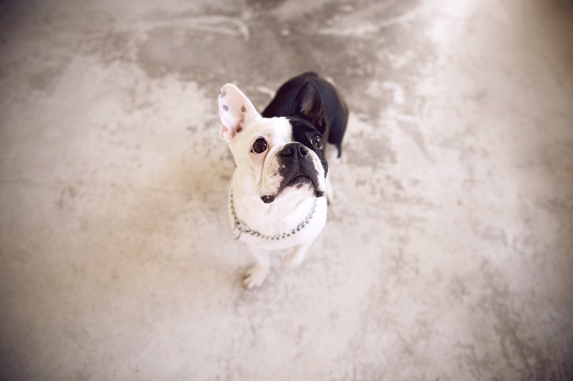 bouledogue français chien vue fond