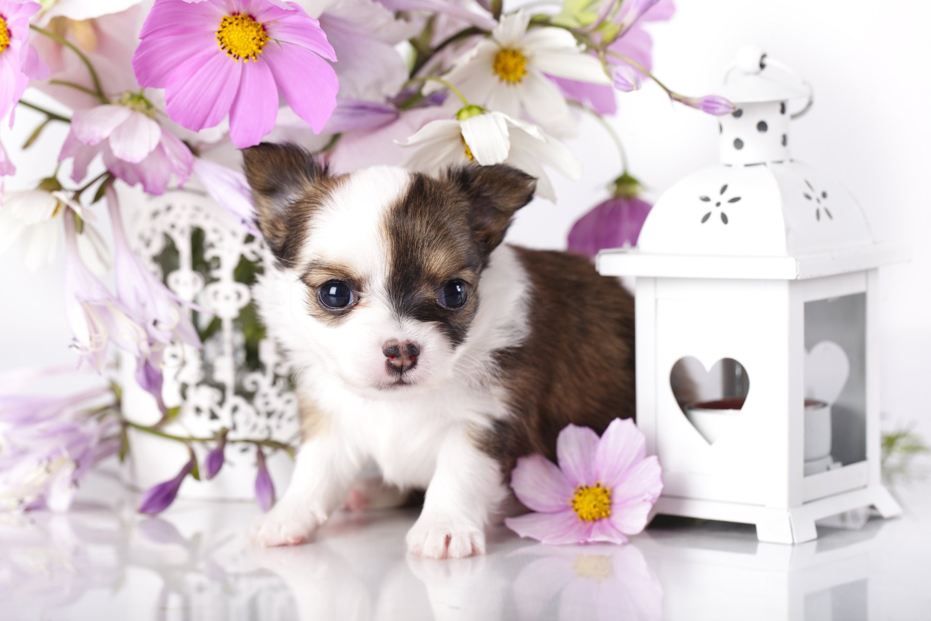 pies szczeniak chihuahua latarnia kwiaty cosmea