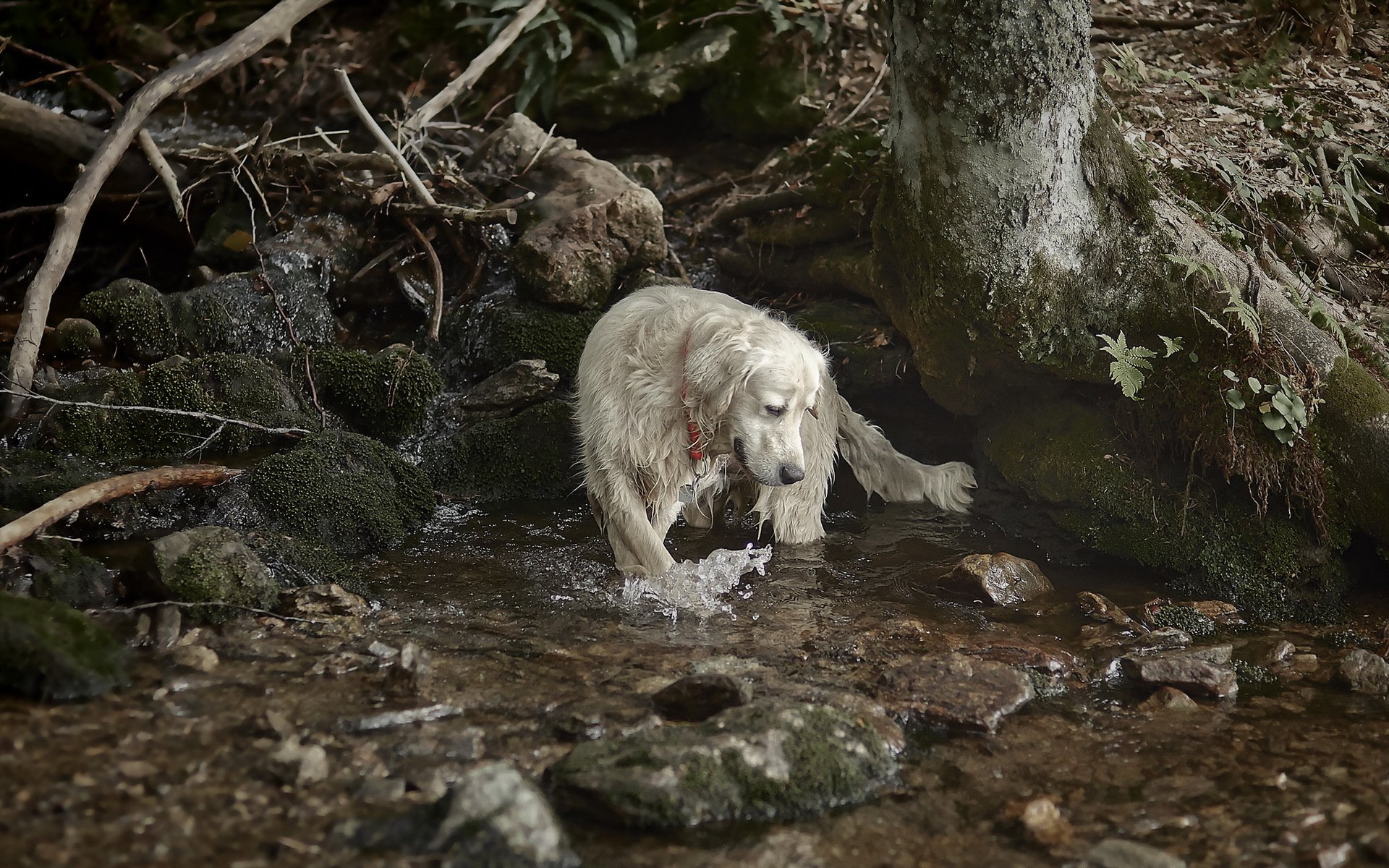 chien rivière nature