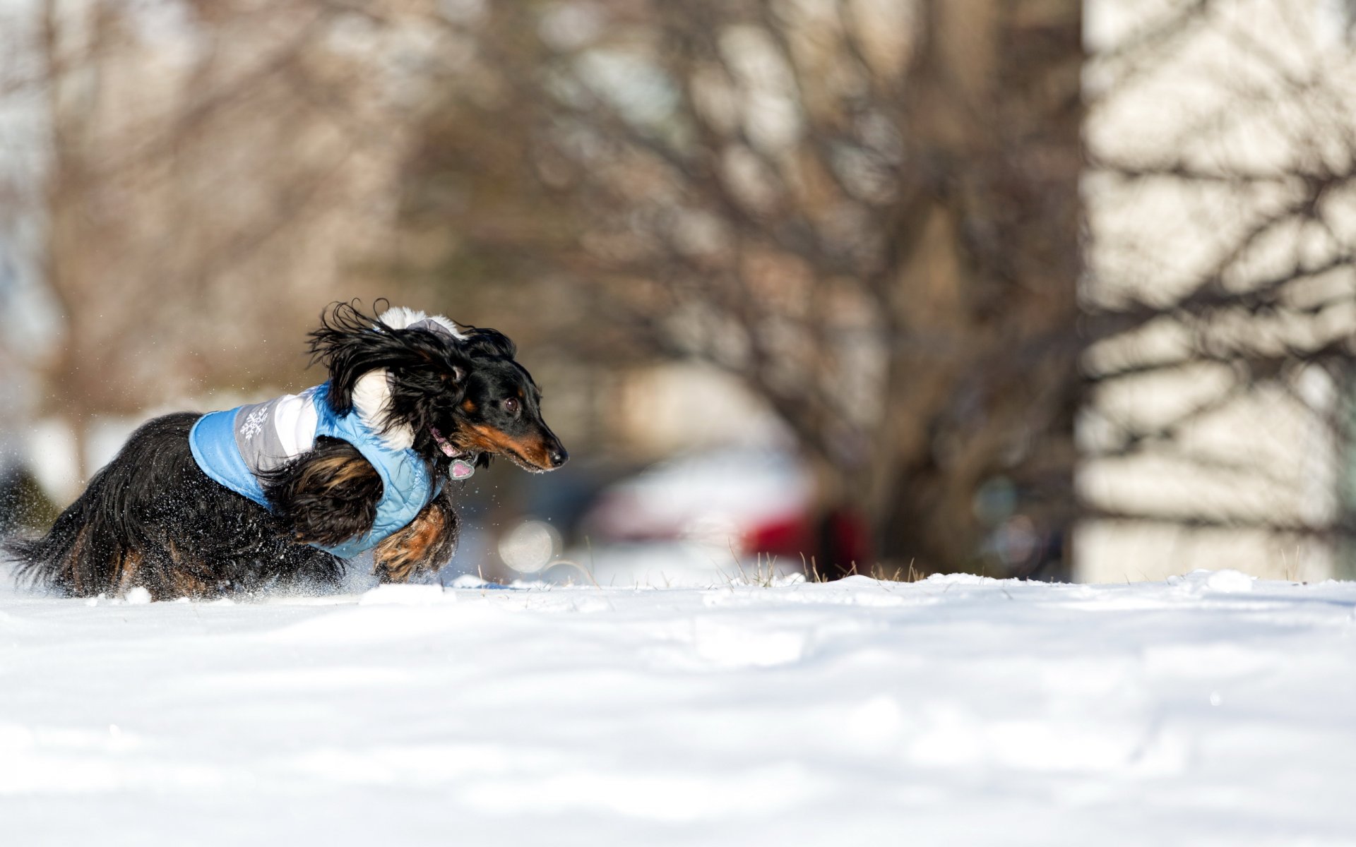 chien neige course