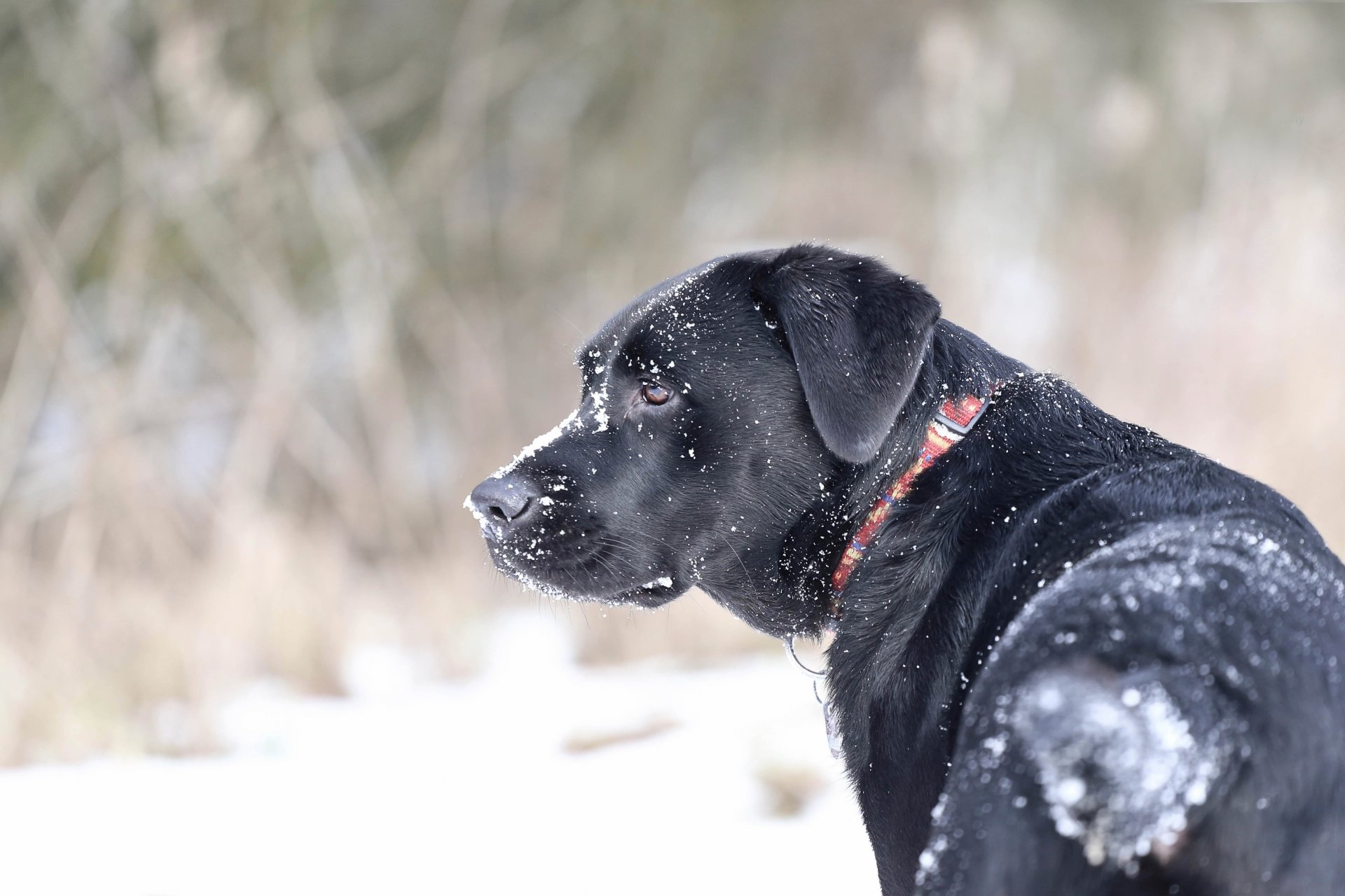 neige collier