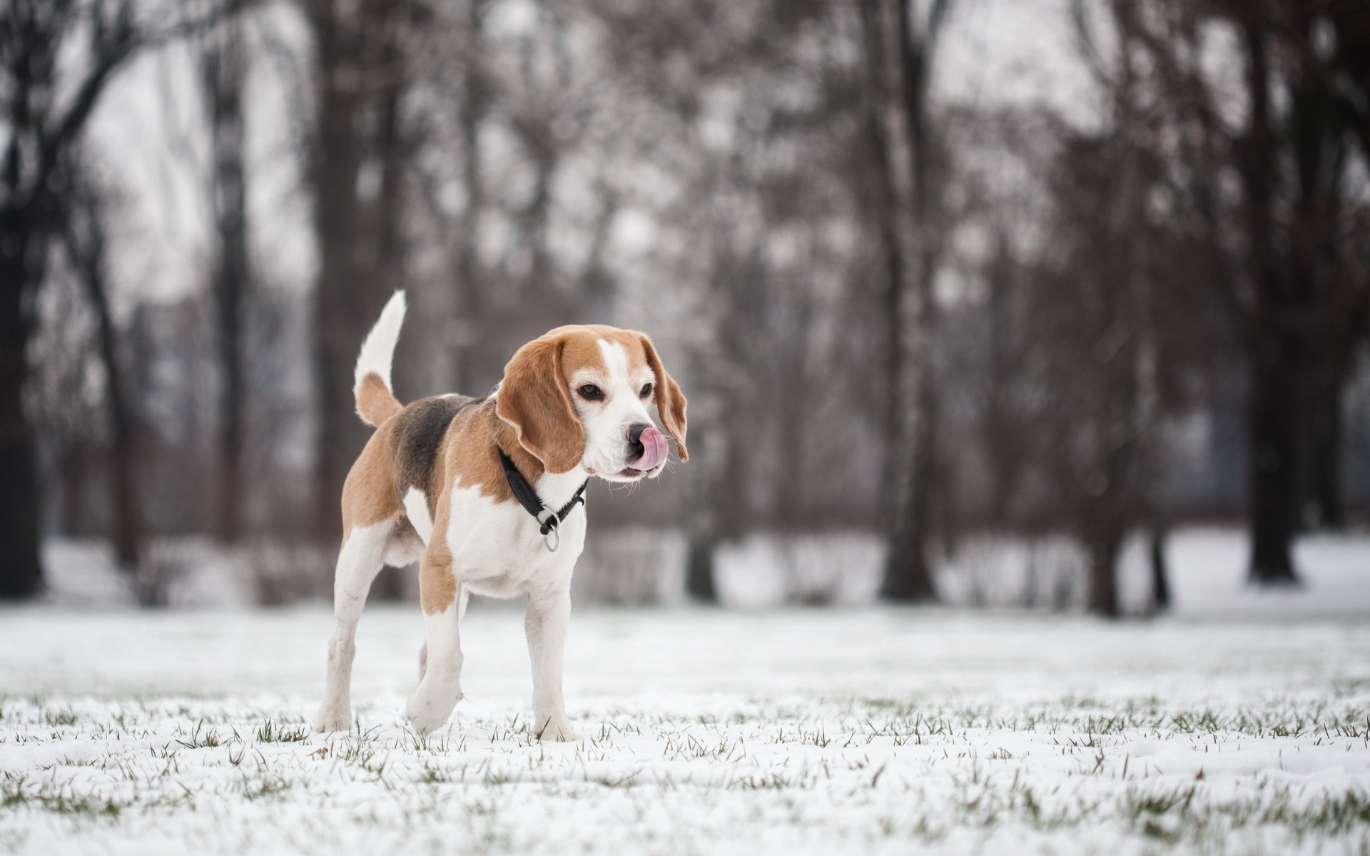 chien ami beagle