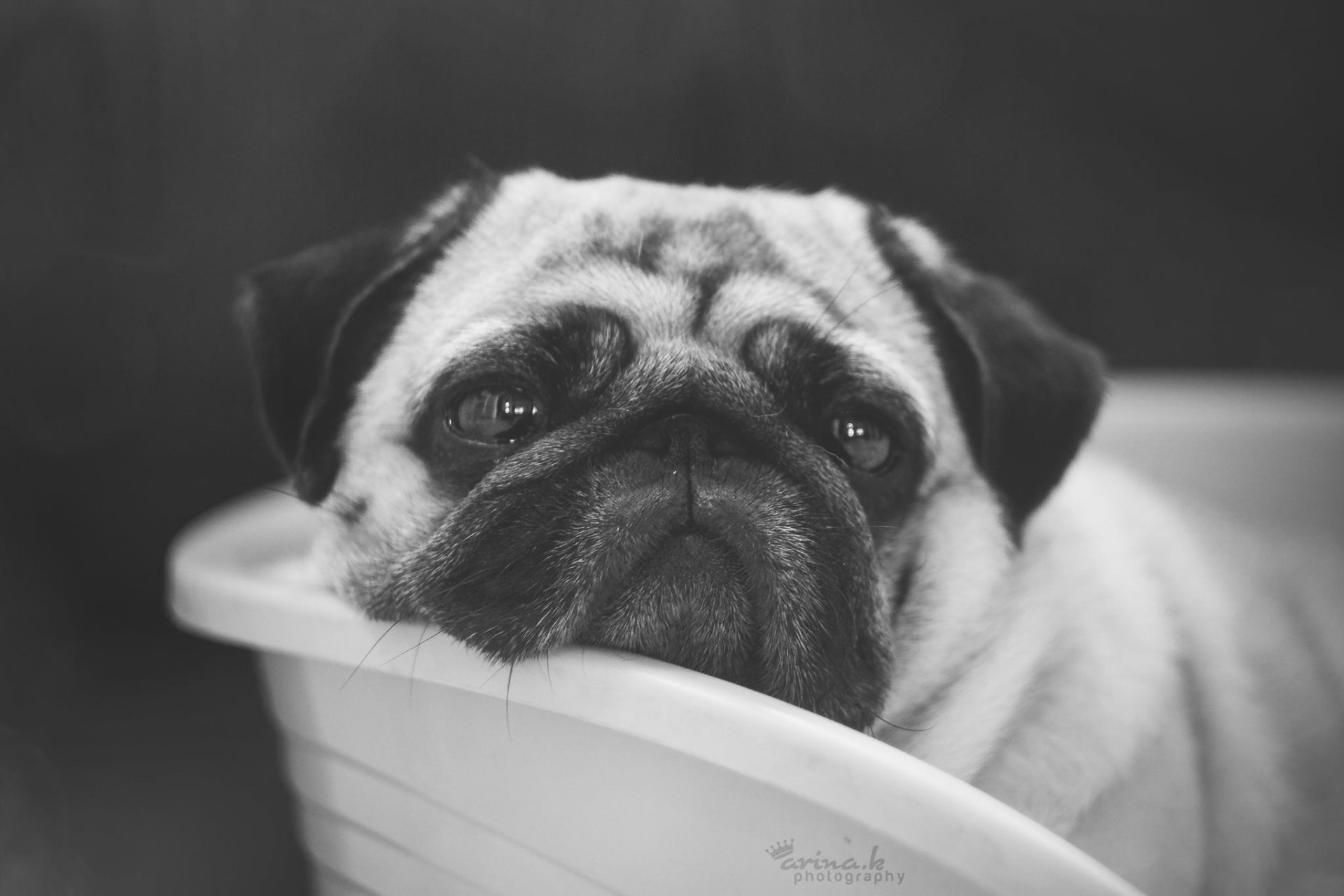 hund mops freund schnauze
