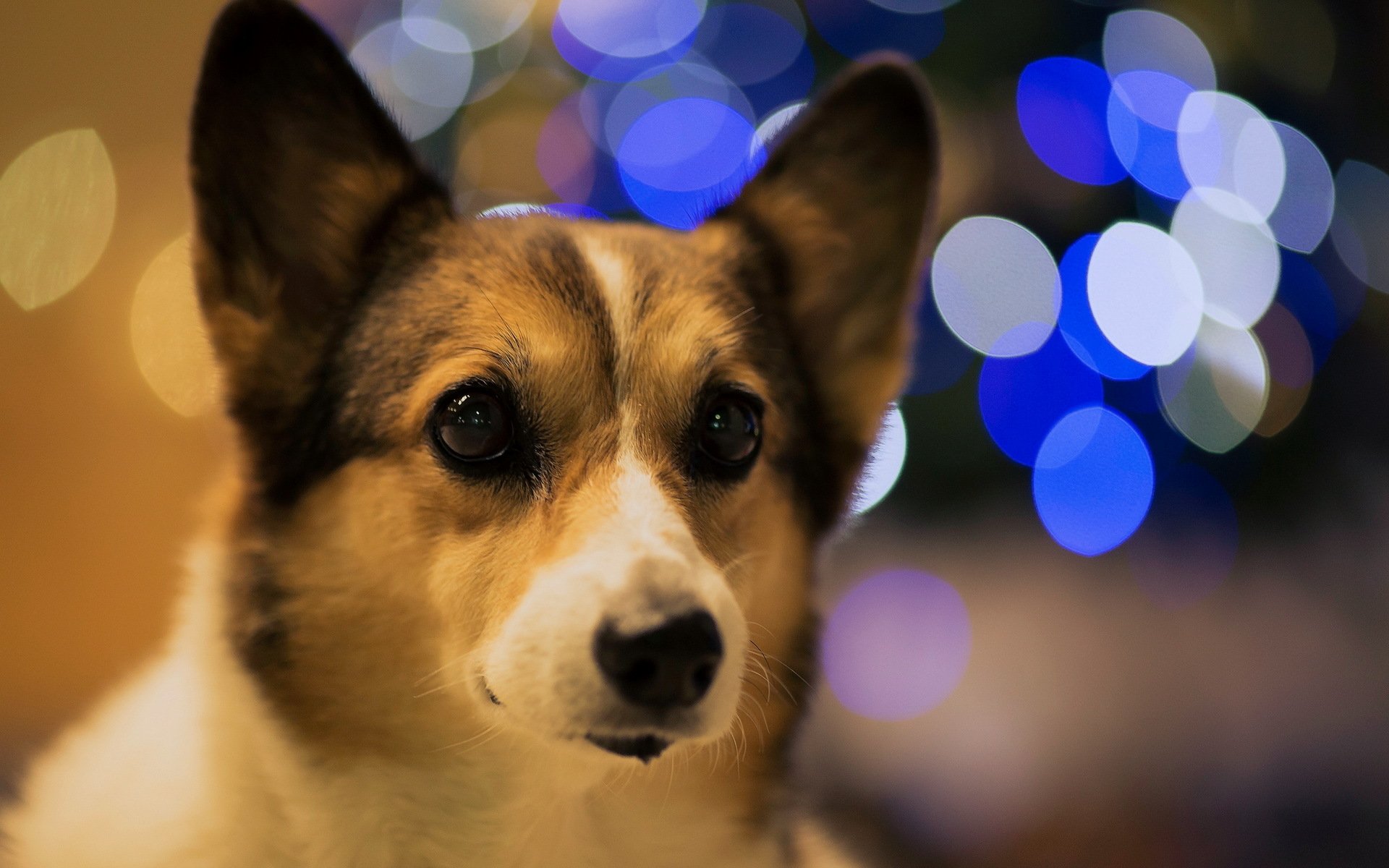 bokeh pies przyjaciel spojrzenie