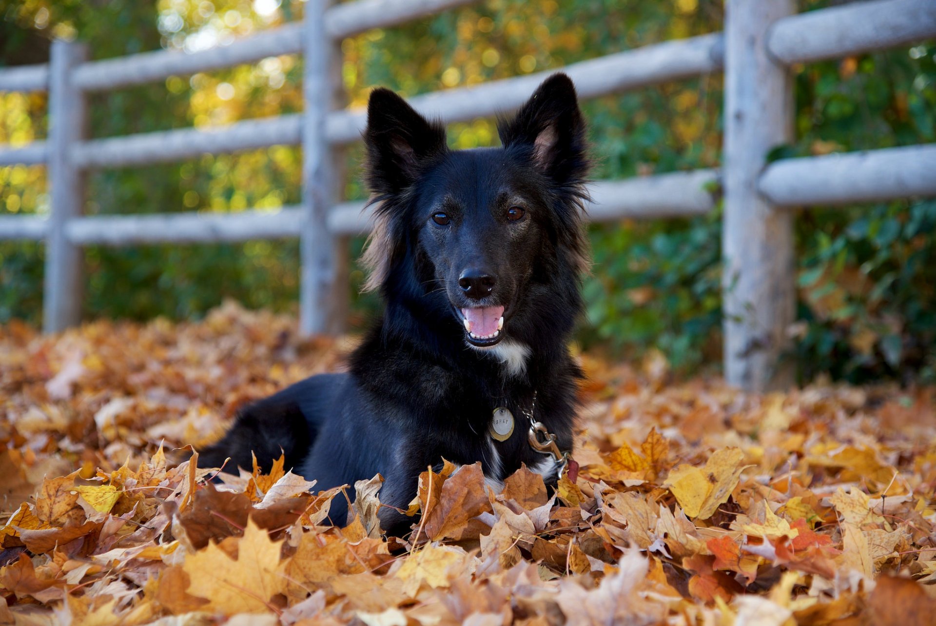 hund blick freund