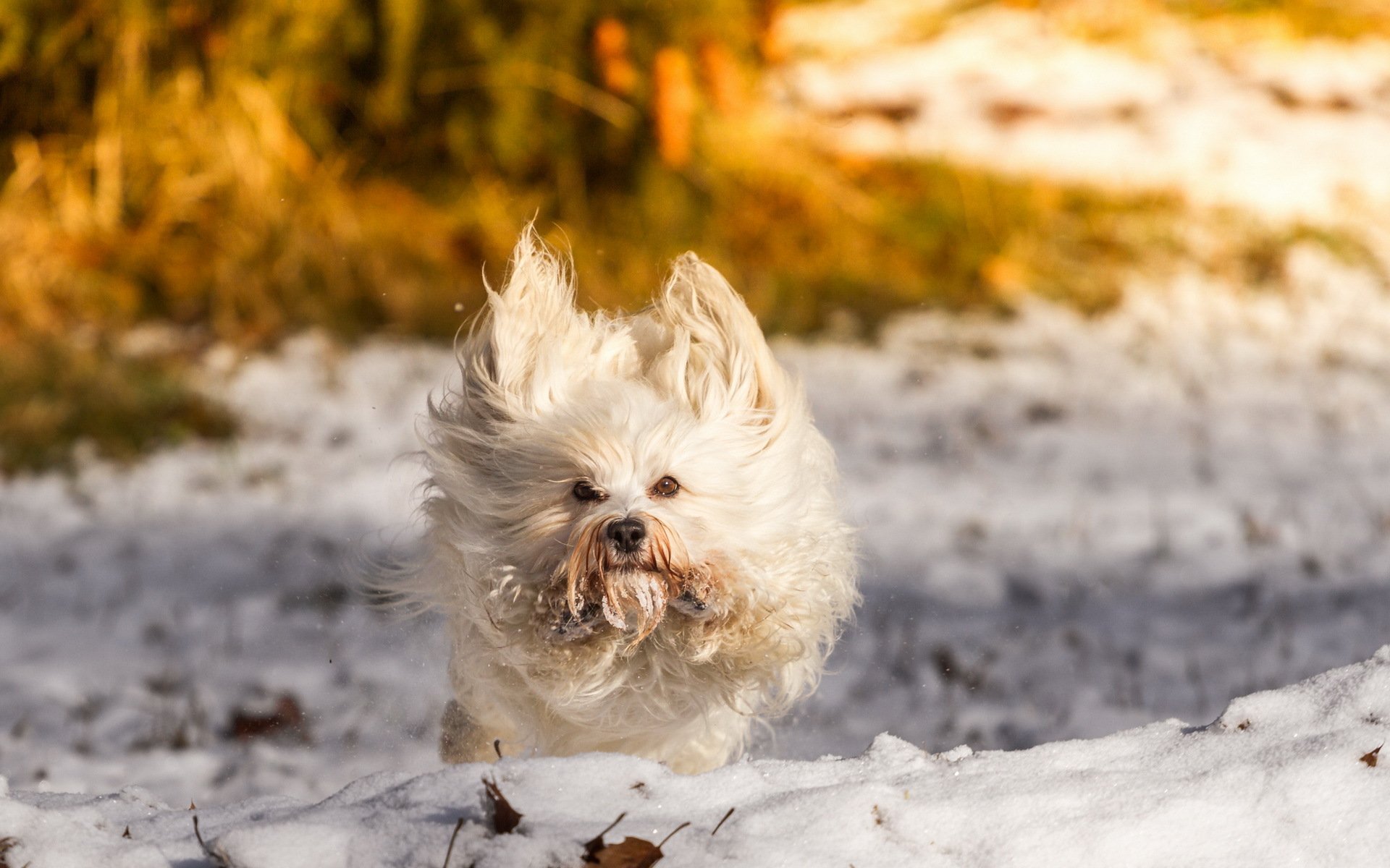 perro amigo invierno nieve