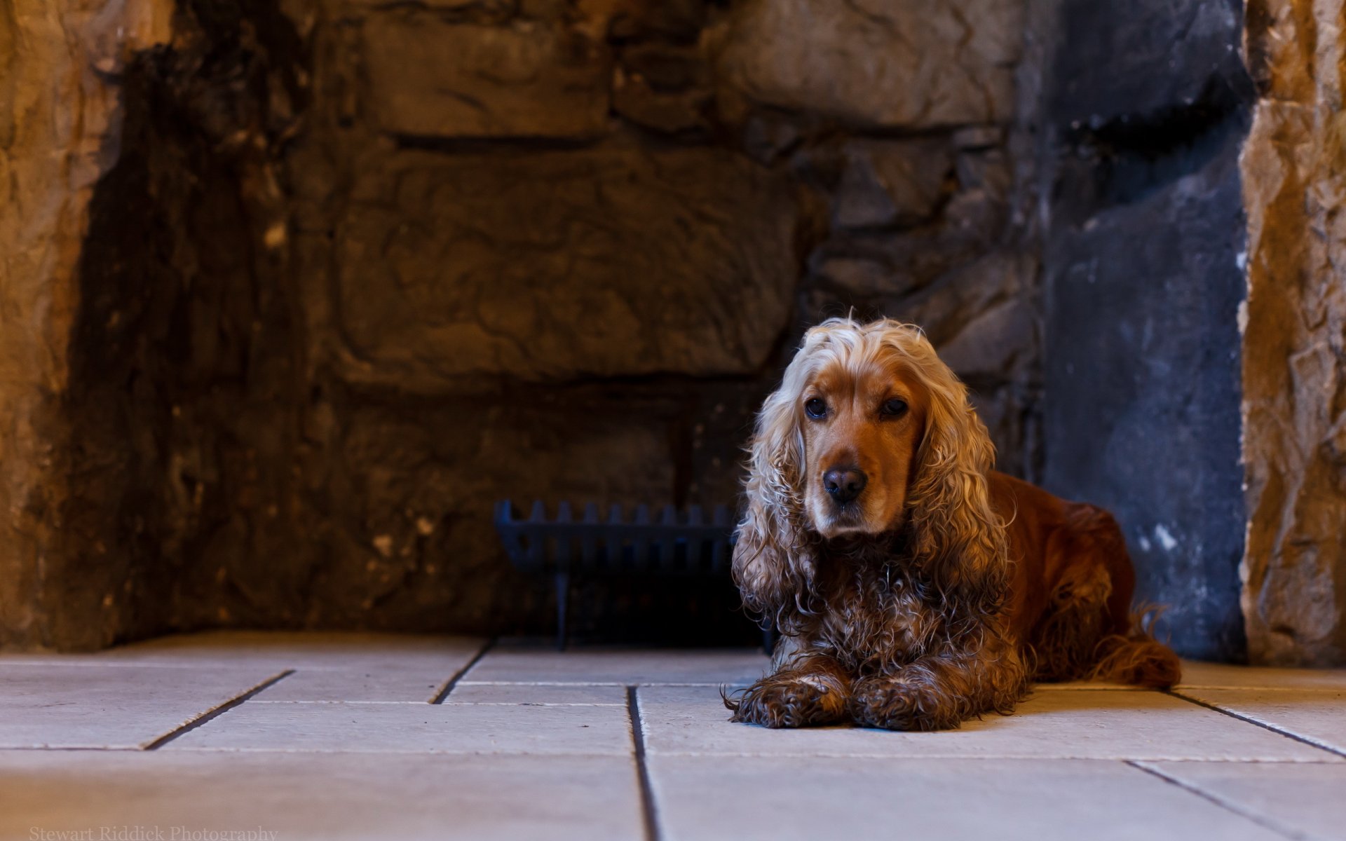 hund freund blick
