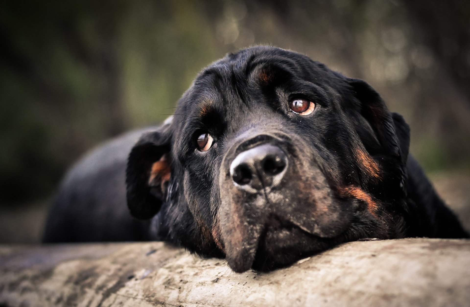 animals dog rottweiler head face view