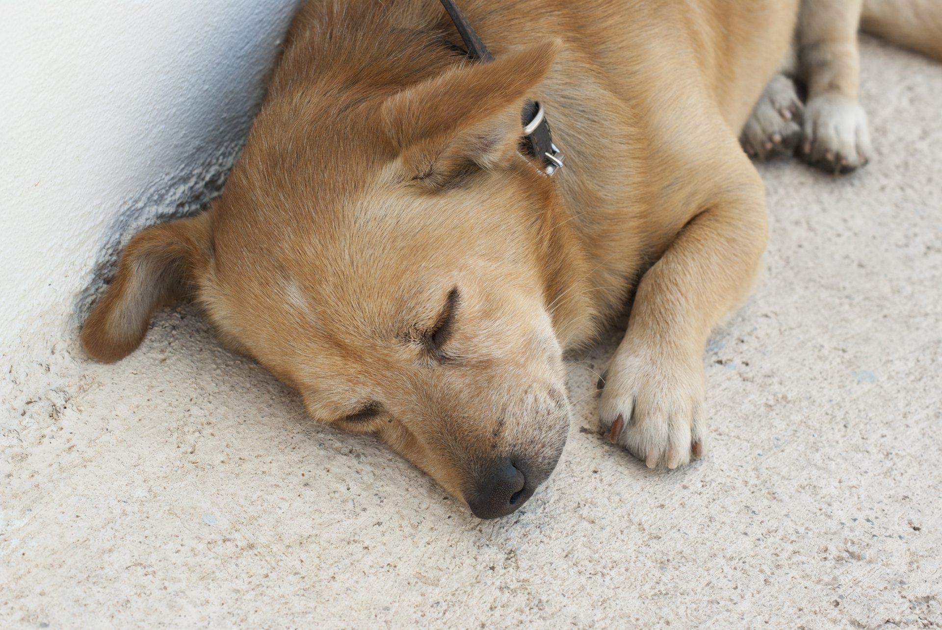 tiere hund schlafen santorini niedlich rot