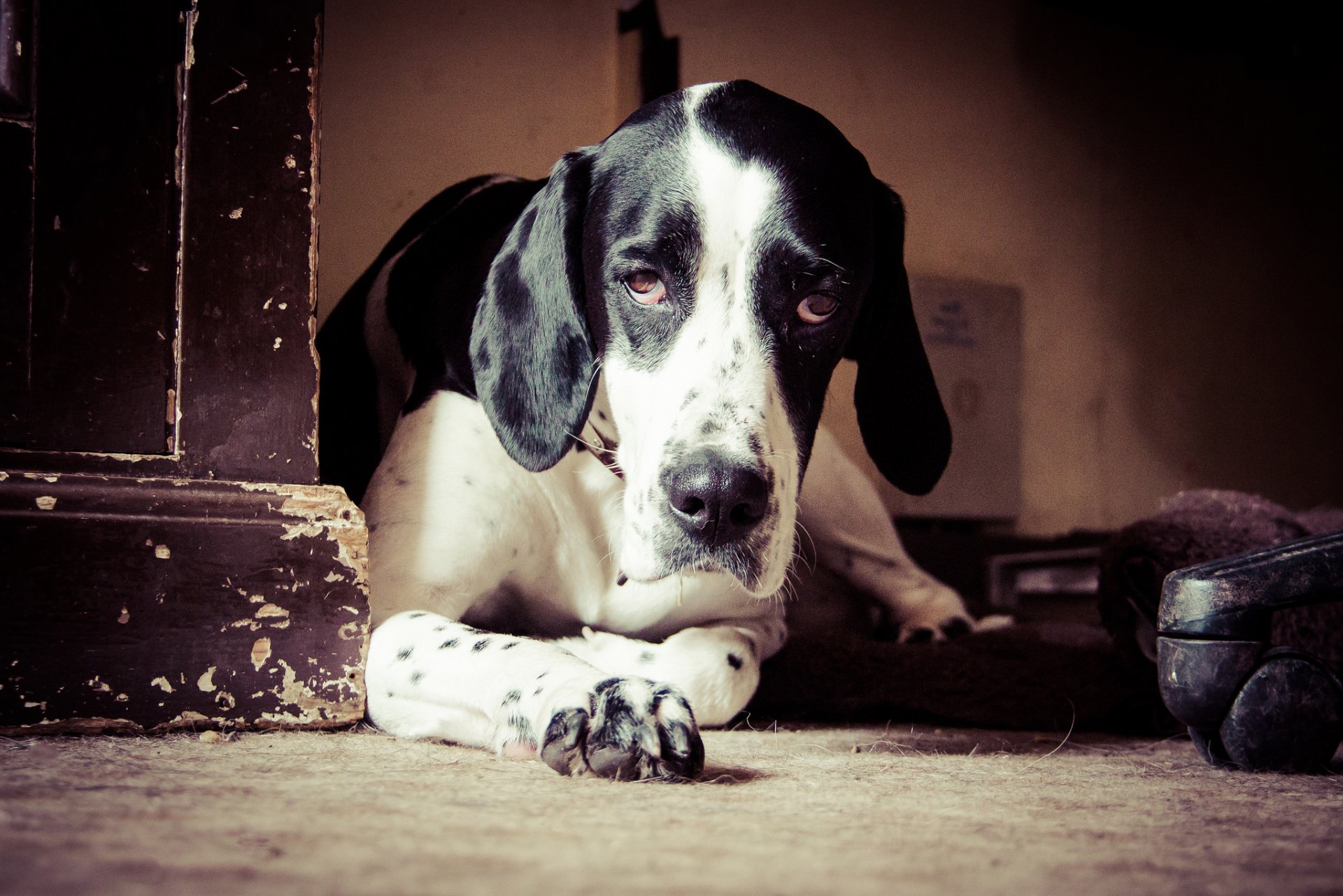 dog view other