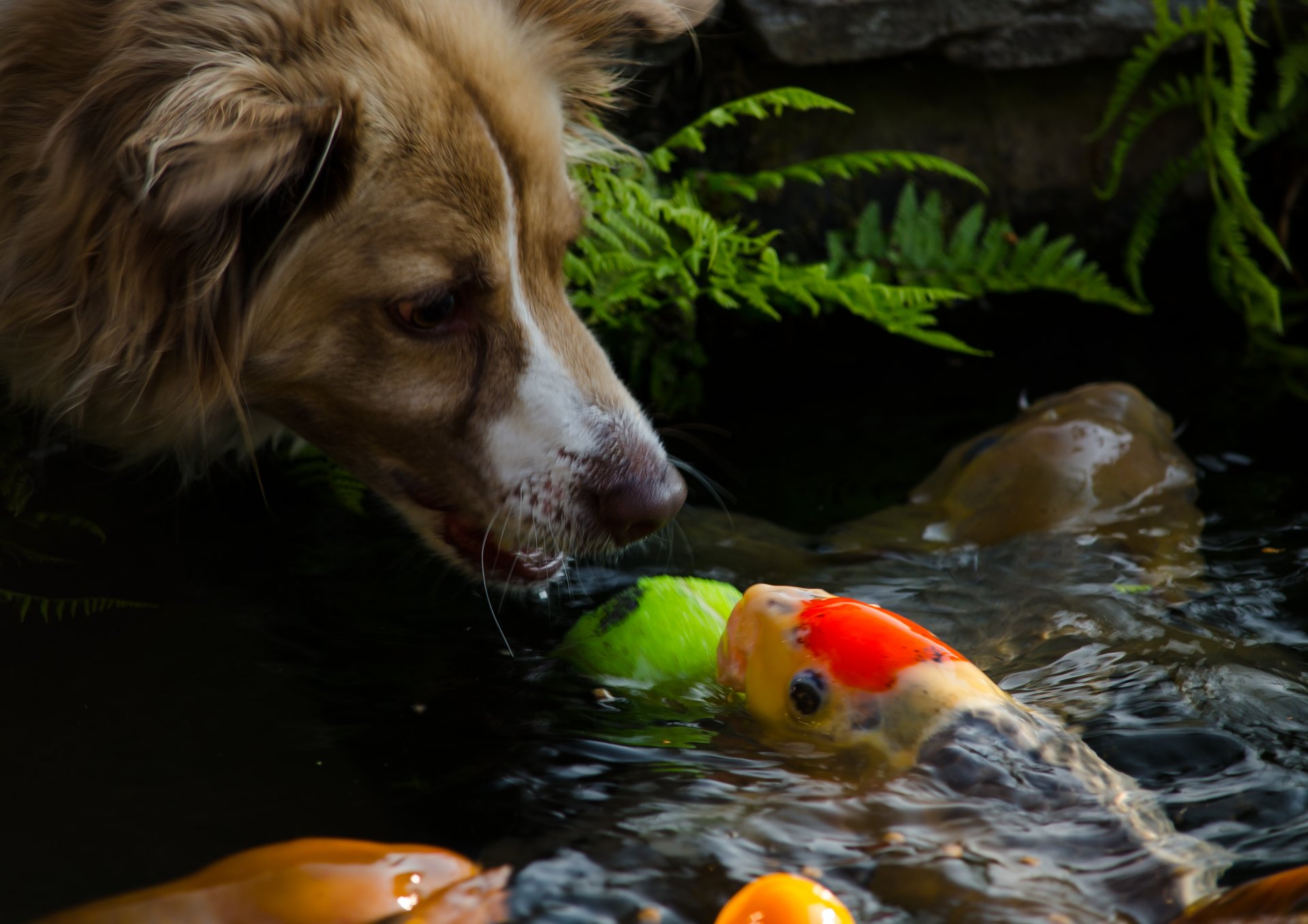 hund hund schnauze schnauze fisch wasser stimmungen