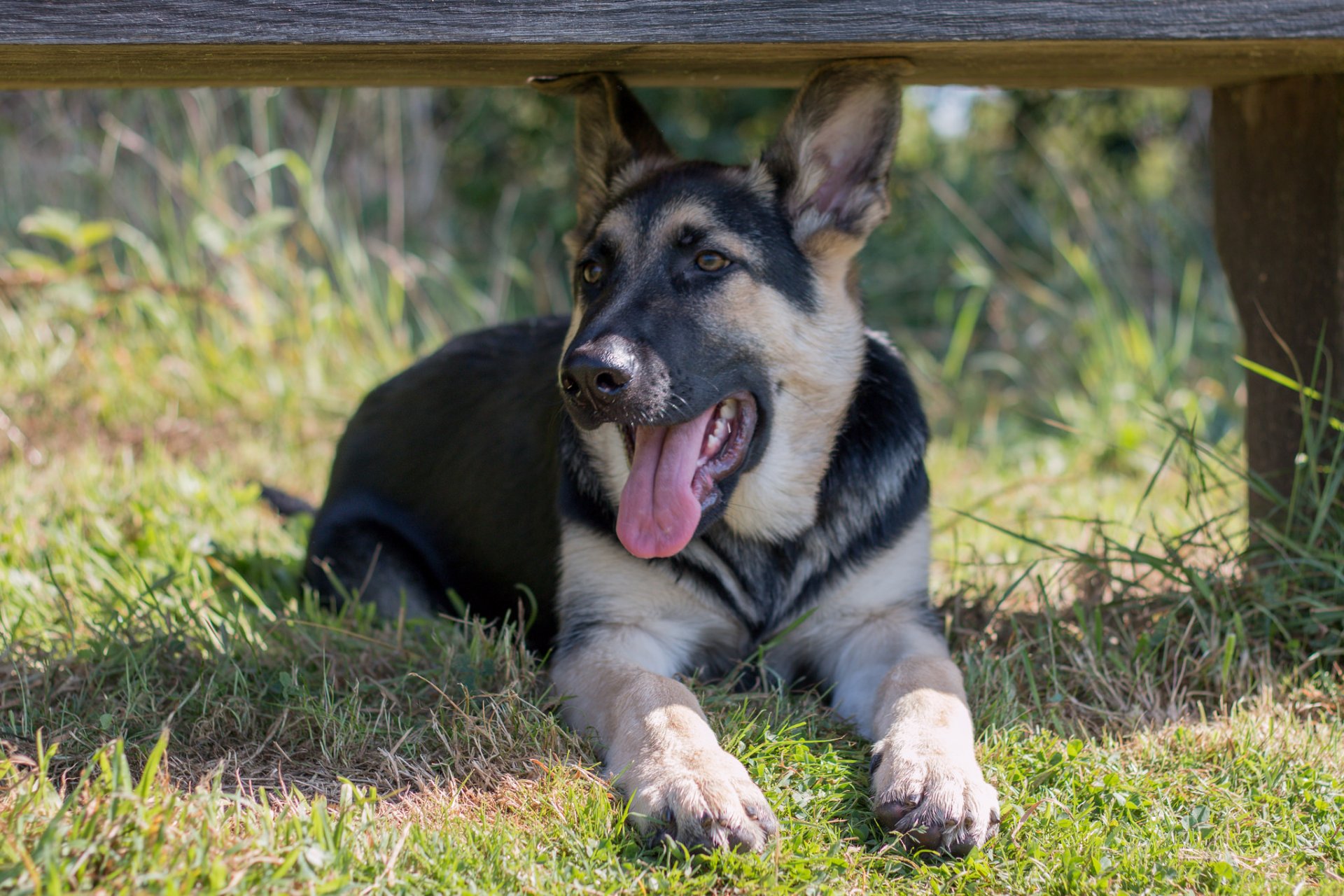 hund blick freund welpe schatten