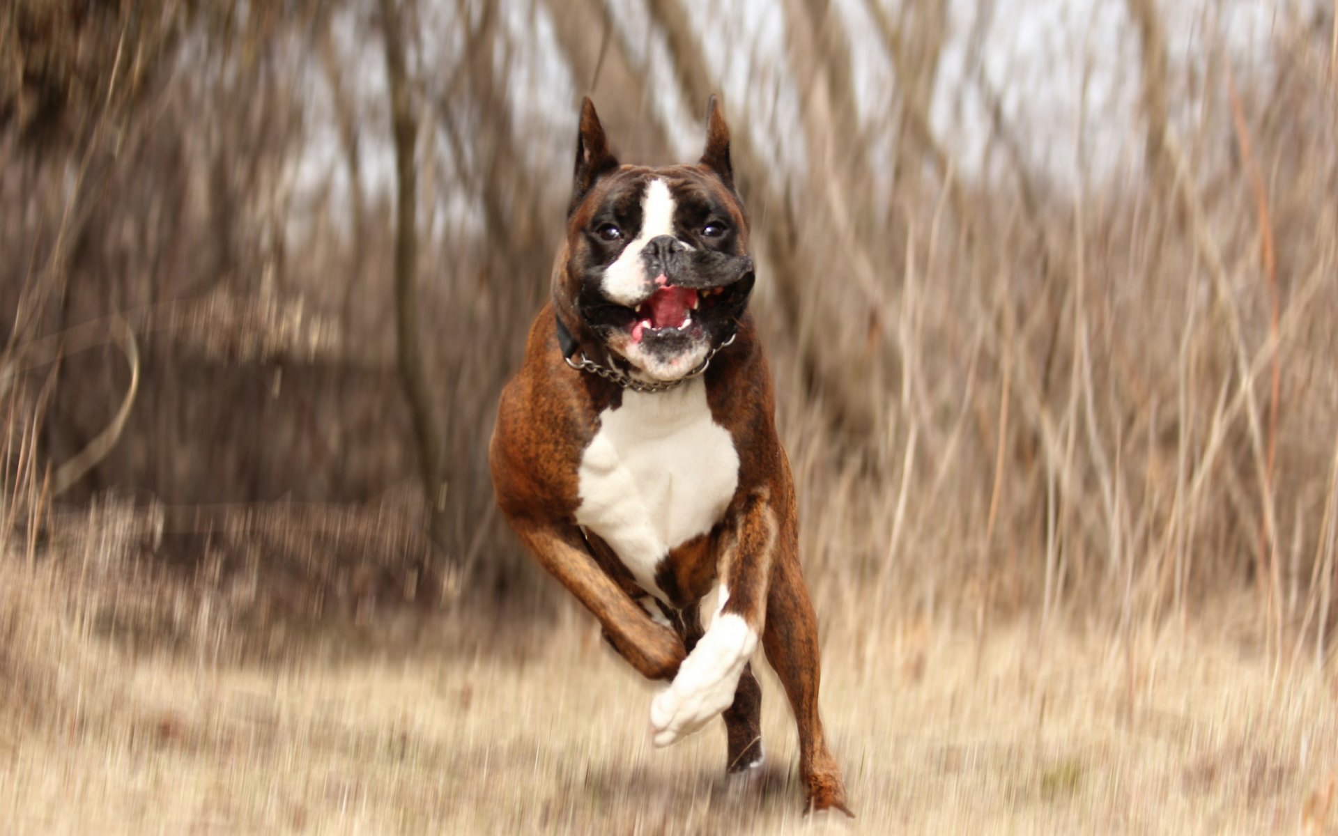 perro correr fondo