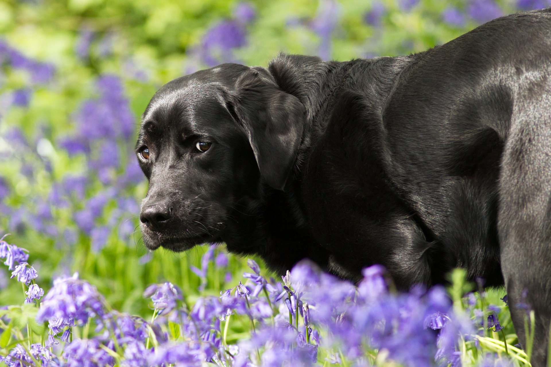 chien vue ami ressentiment