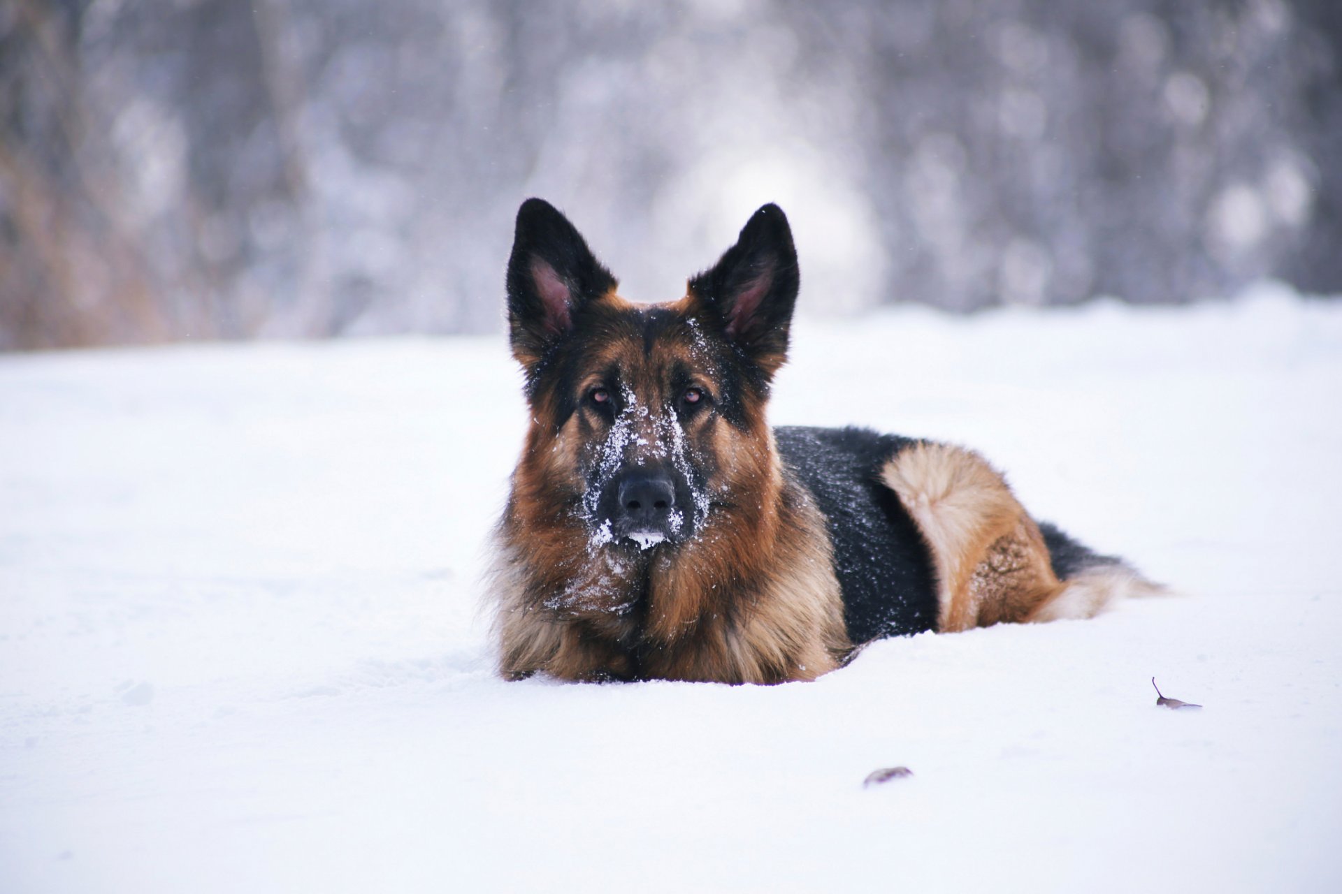 other snow dog