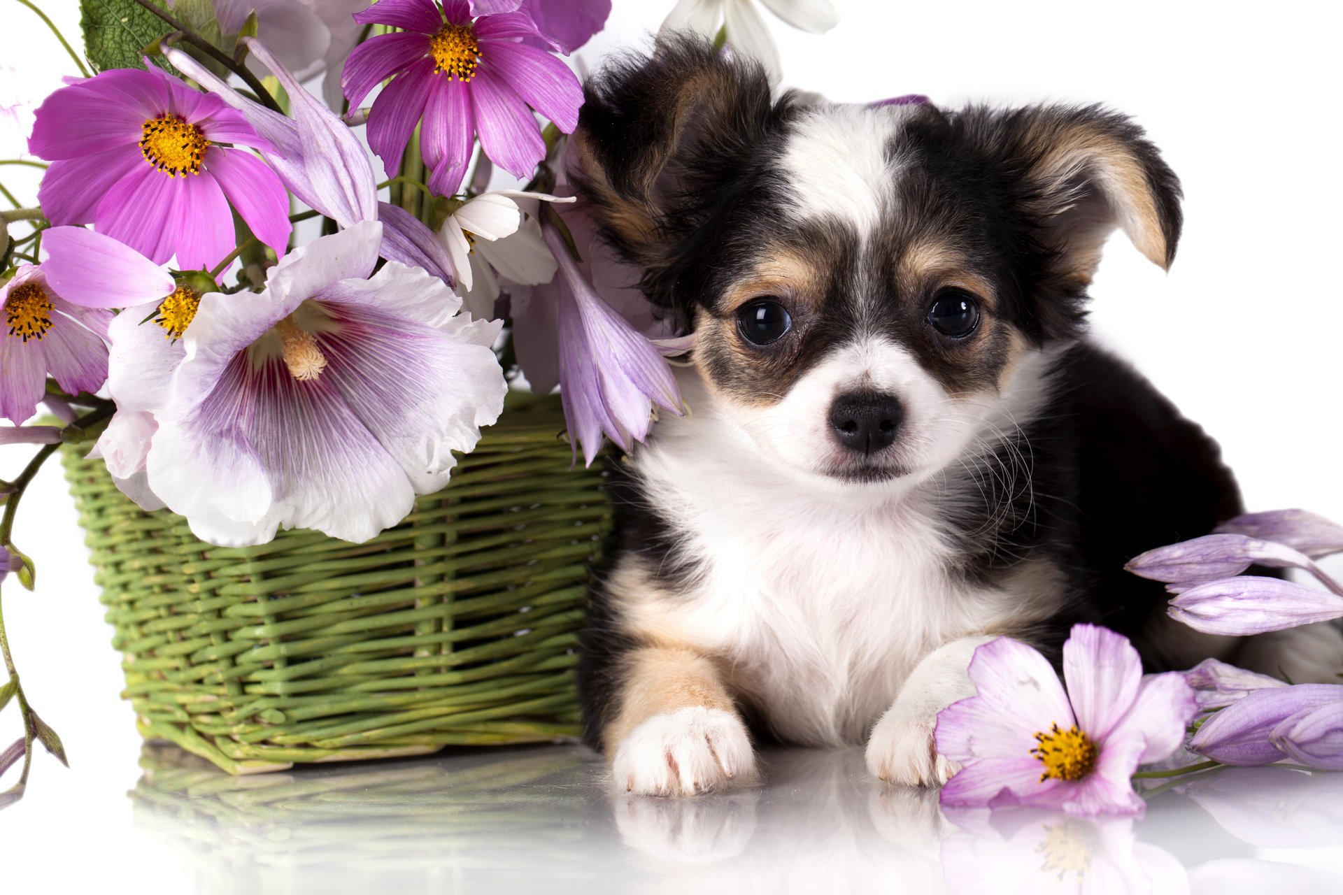 hund welpe chihuahua korb blumen kosmea malven