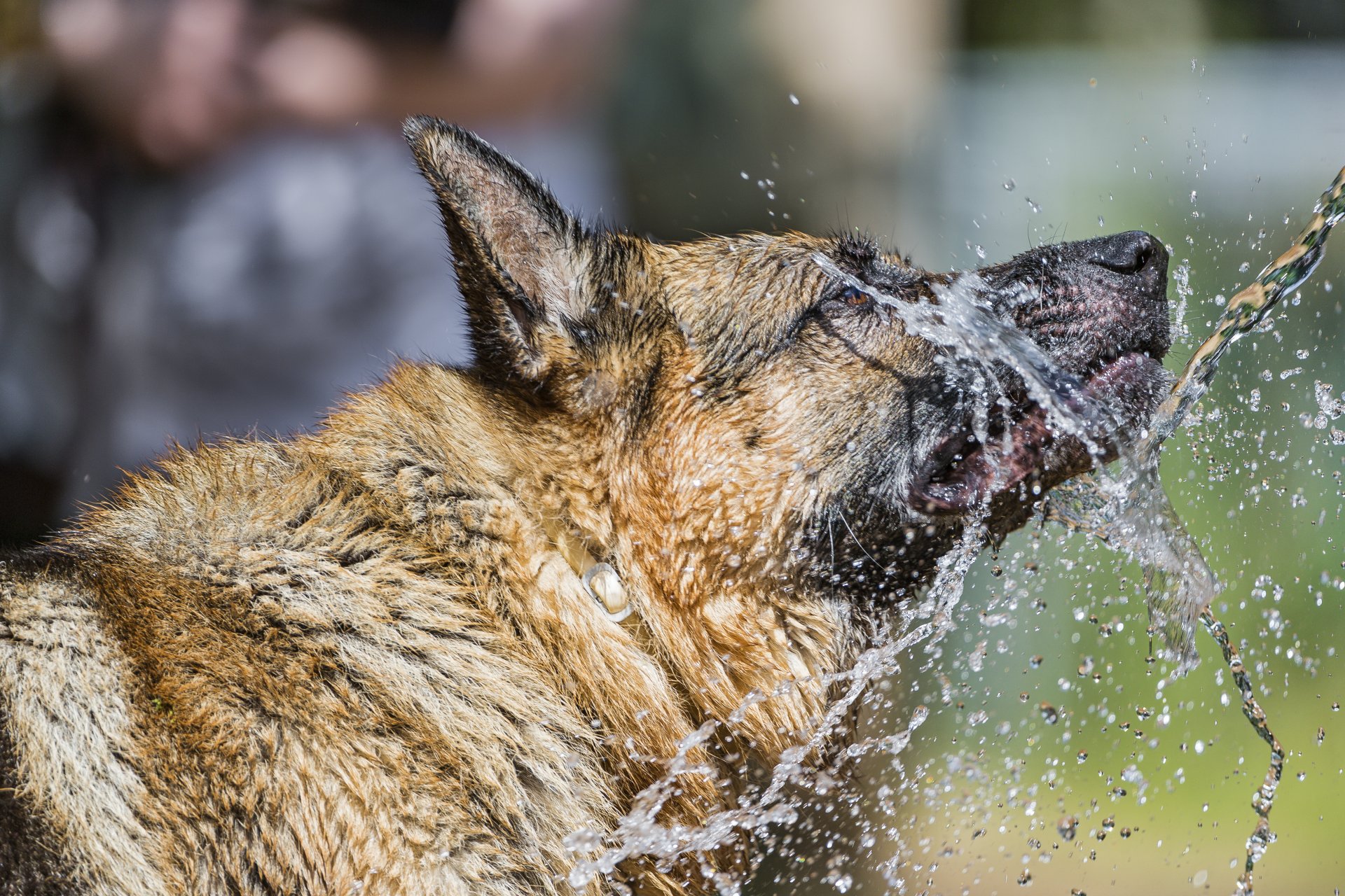 perro pastor agua salpicaduras ©tambako the jaguar