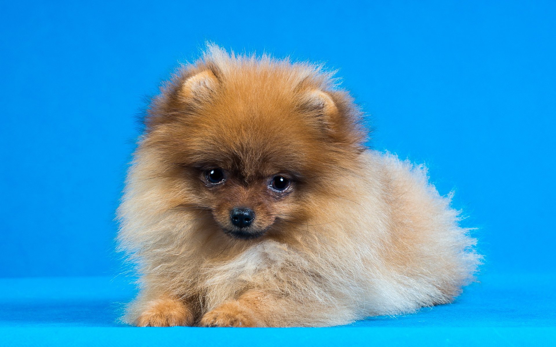 chien vue fond