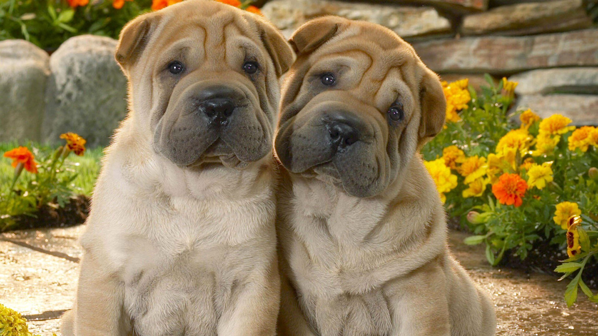 shar pei cucciolo cortile fiori