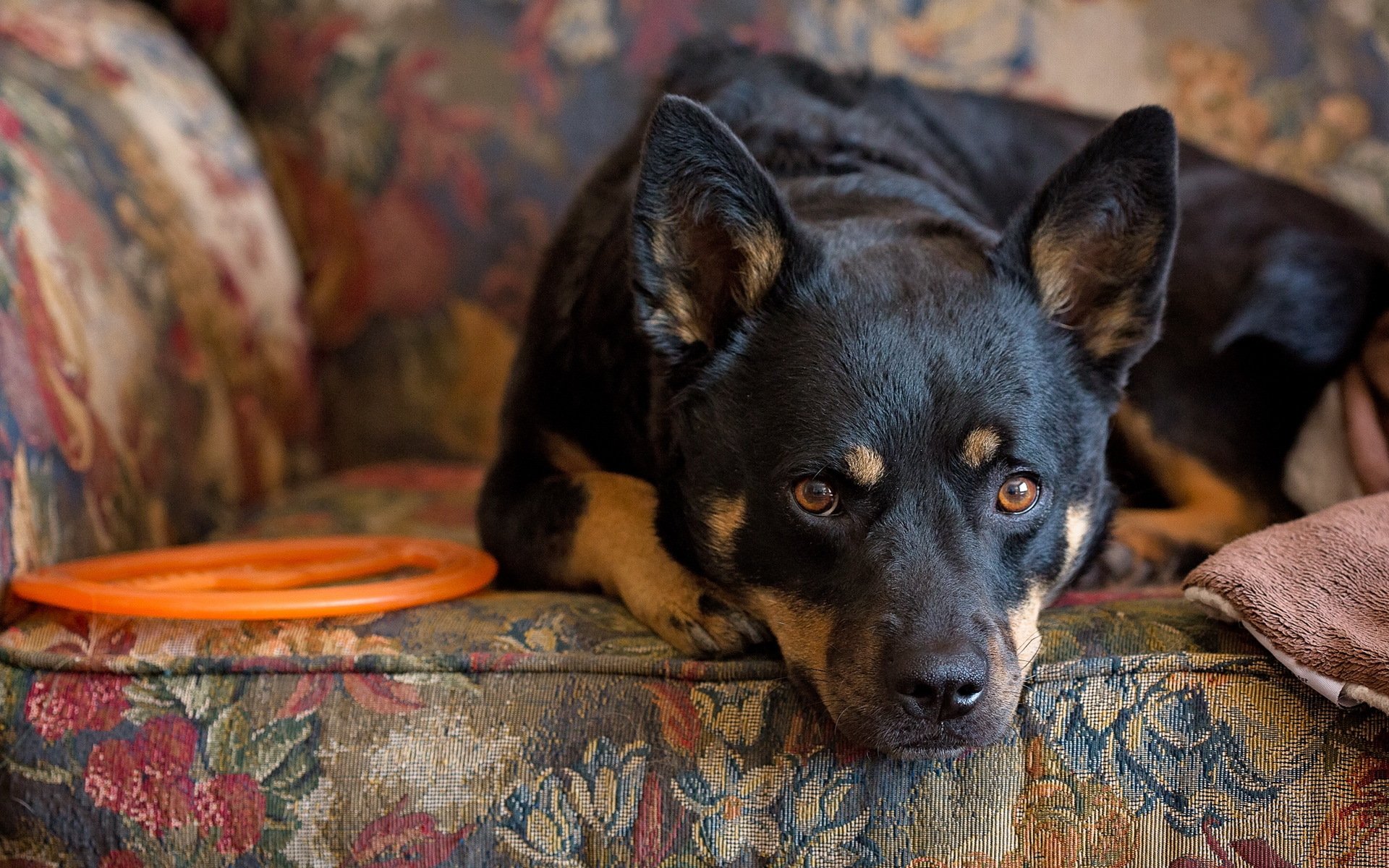 perro mirada amigo