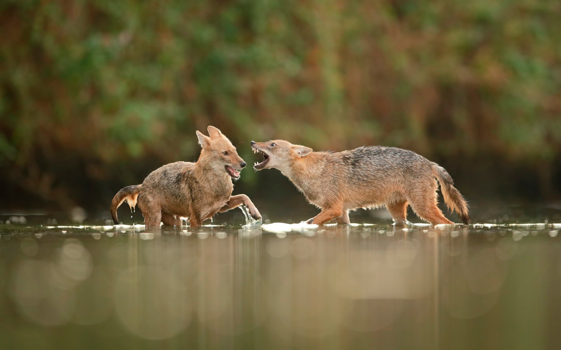 chacales en el agua pelea