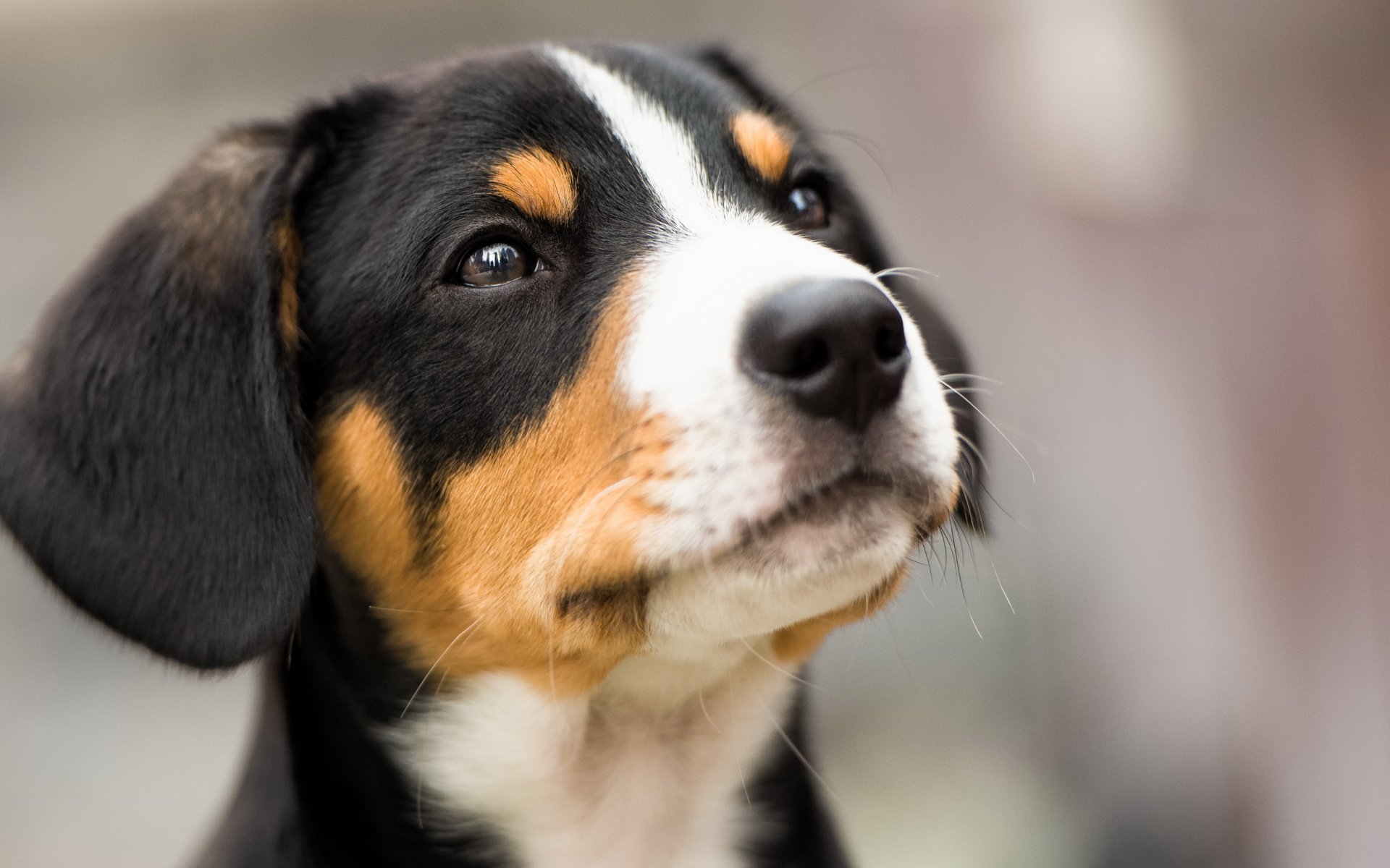chien regard ami
