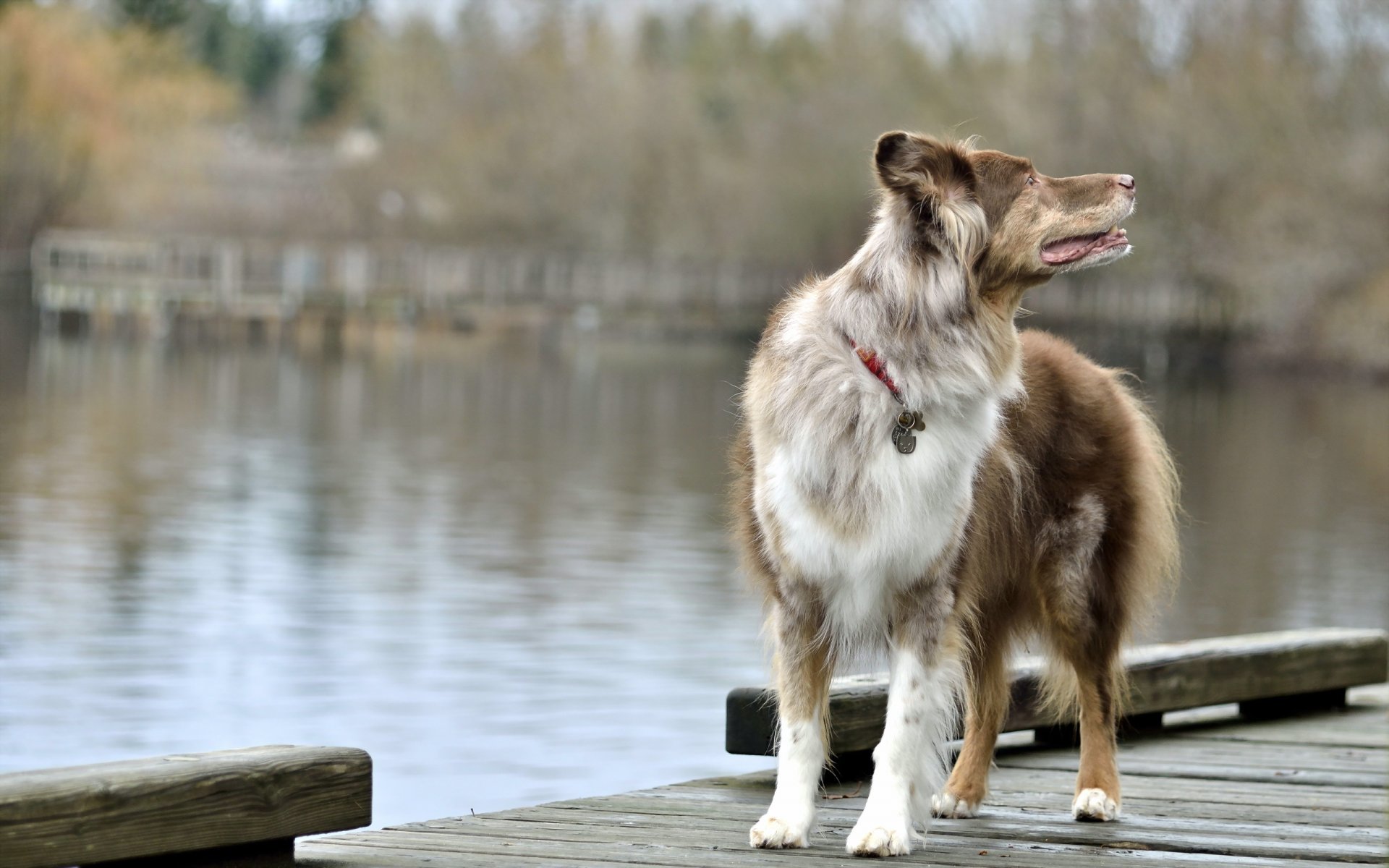 dog bridge lake