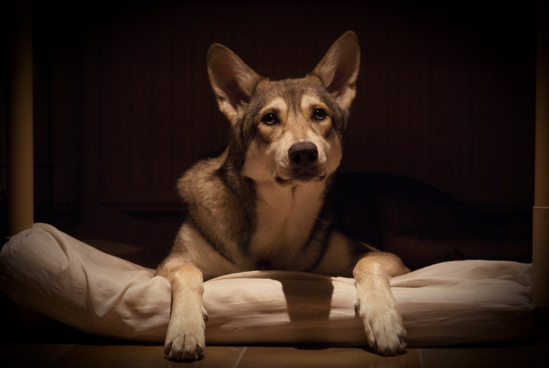 pies przyjaciel wilk saarloos wolfhund spojrzenie