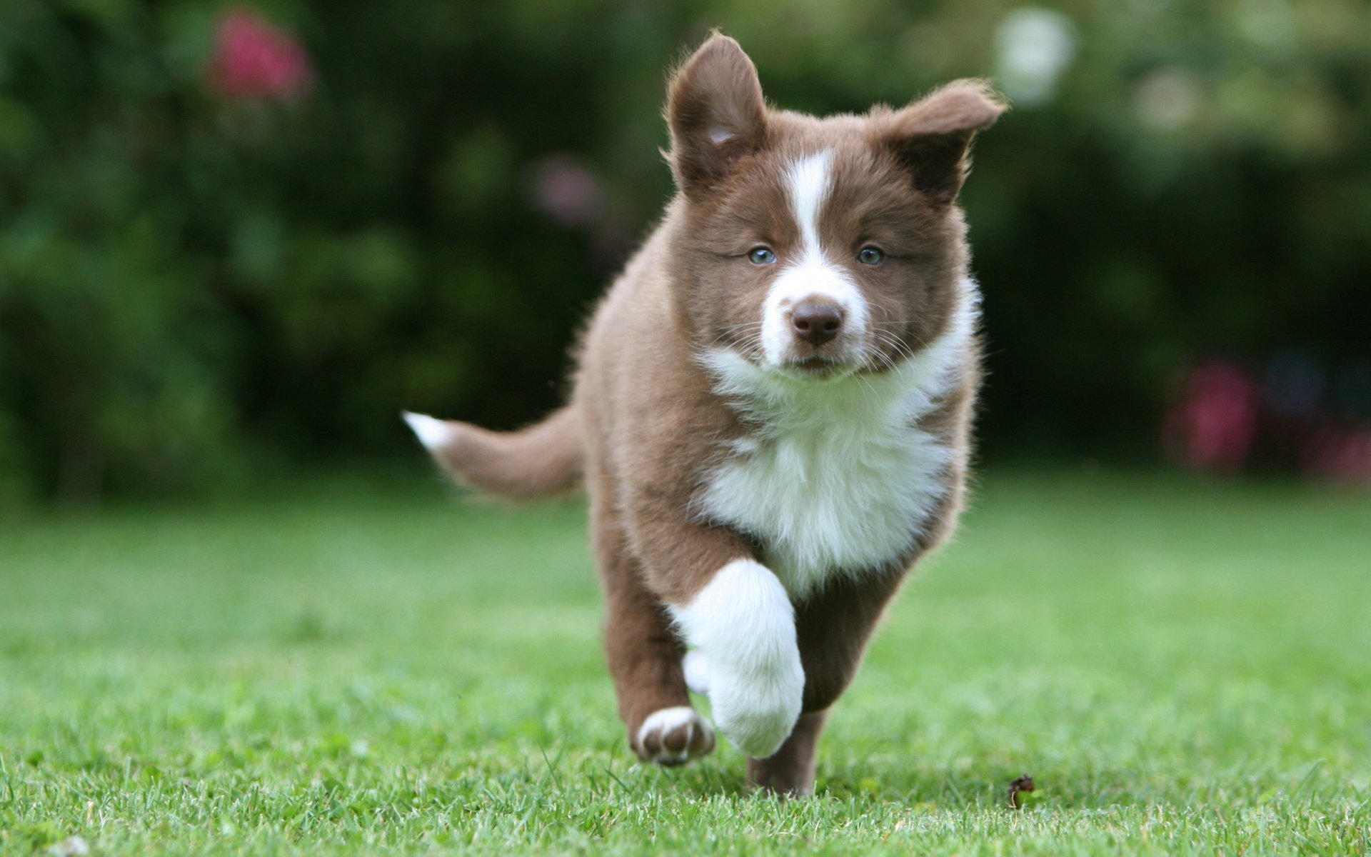 husky chiot marche herbe