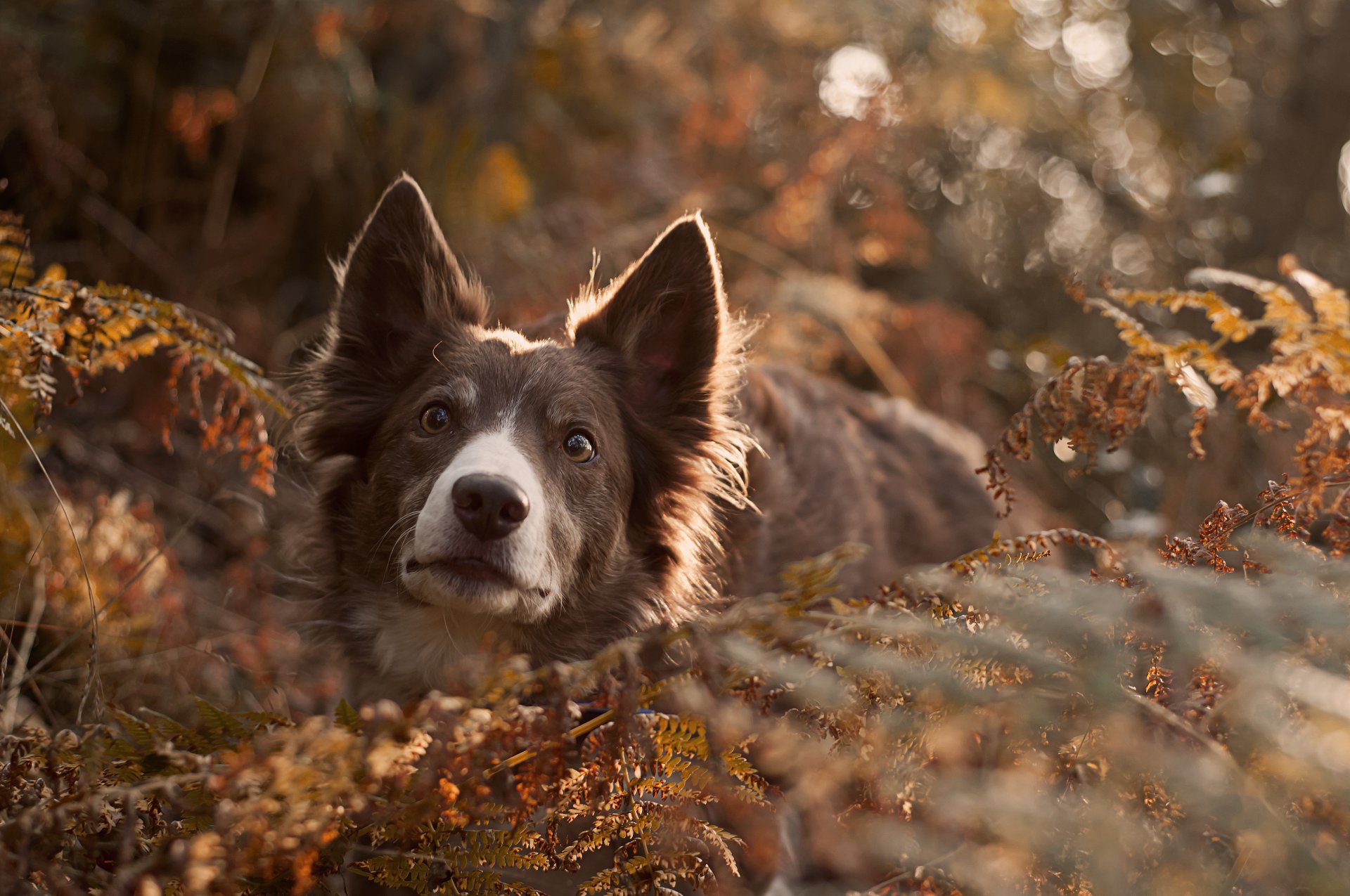 cane sguardo amico