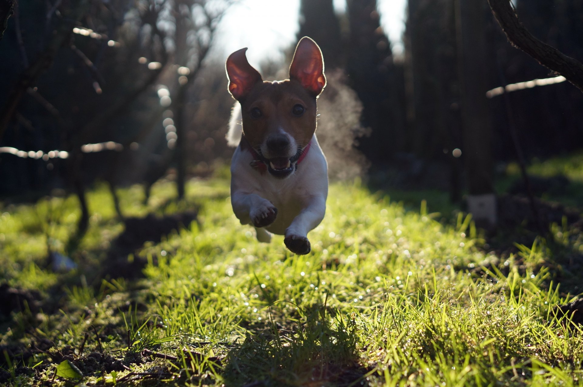 chien vue ami course