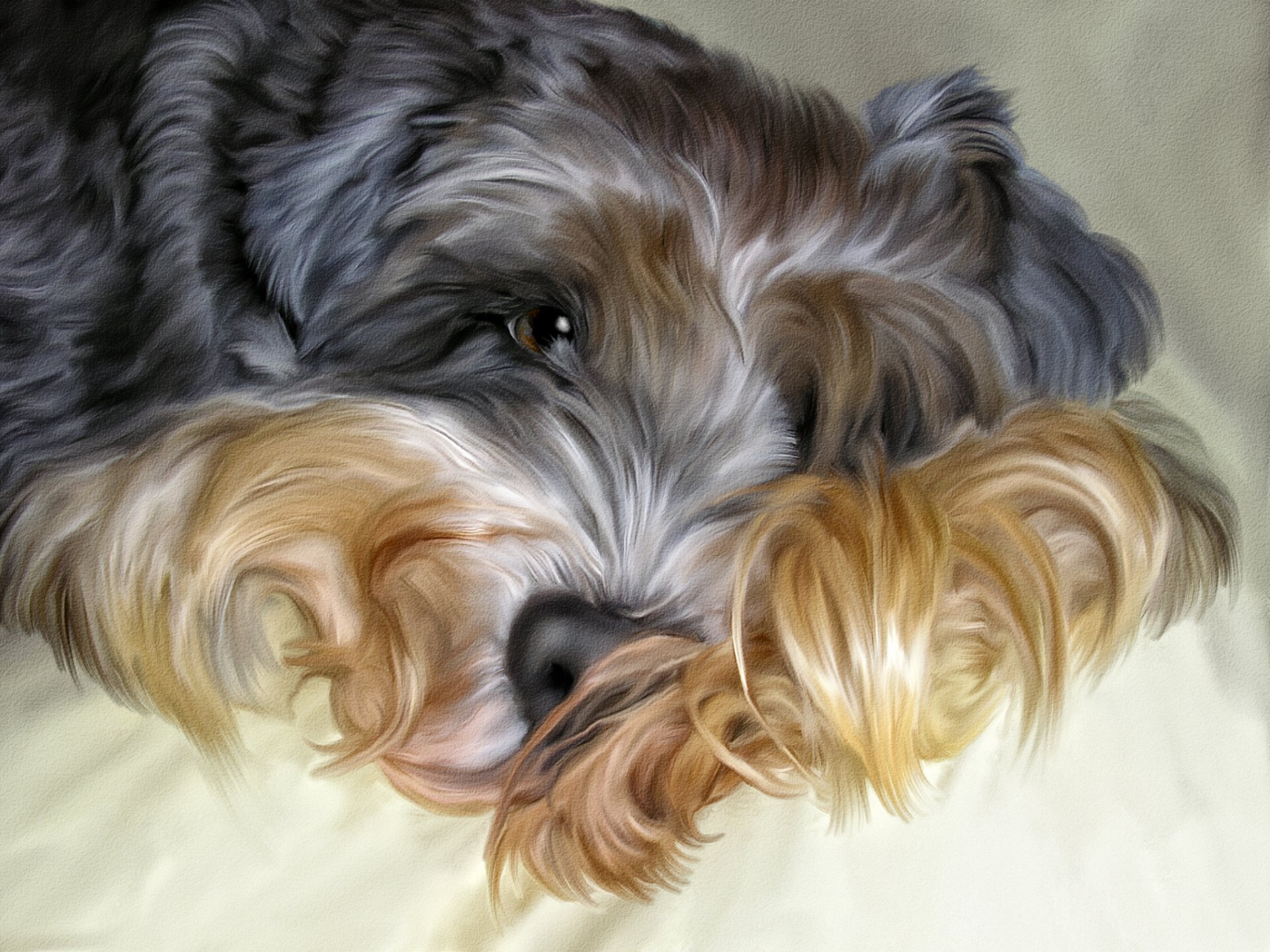 hund zottig photoshop