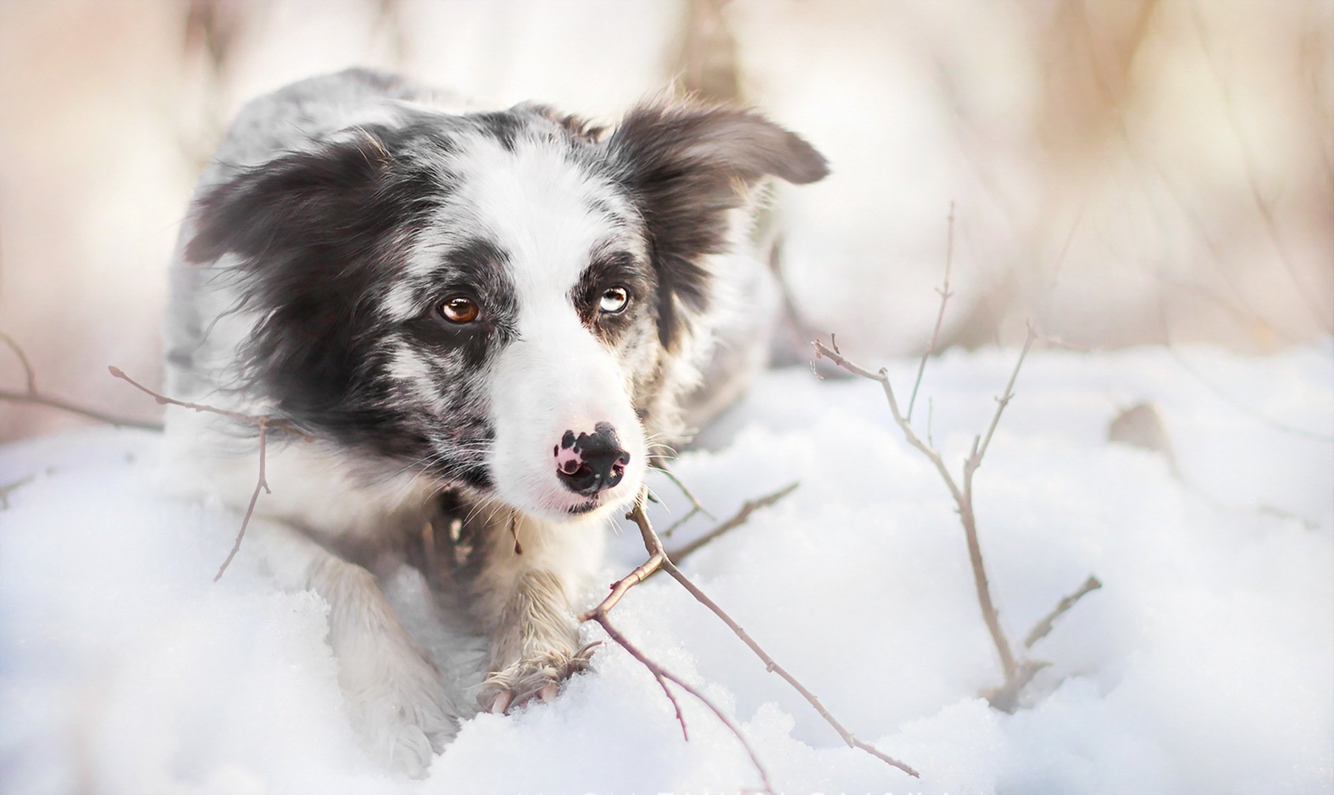 hund blick freund