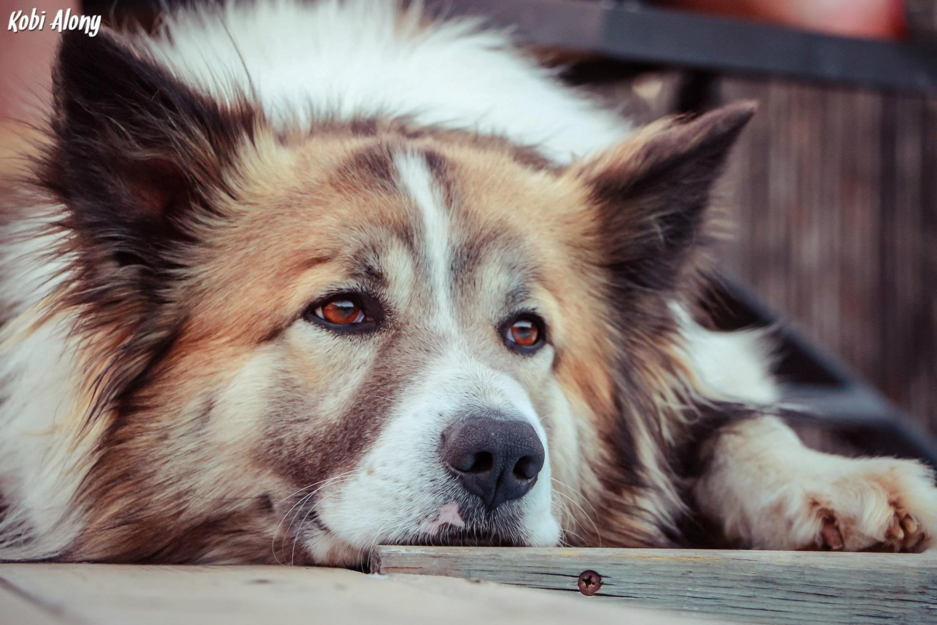 dog friend devotion look dog