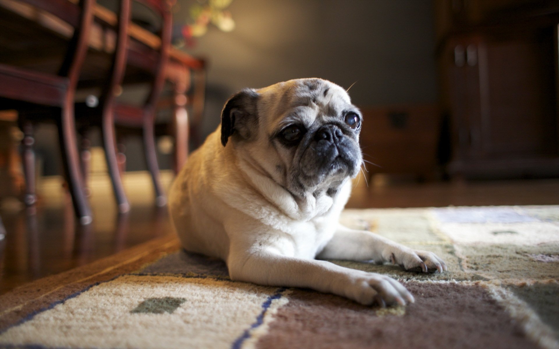 perro amigo casa