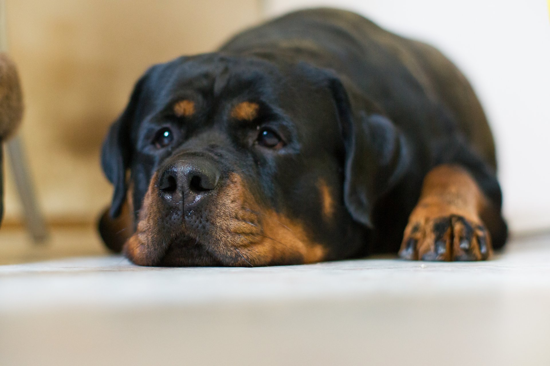 chien vue tristesse rottweiler