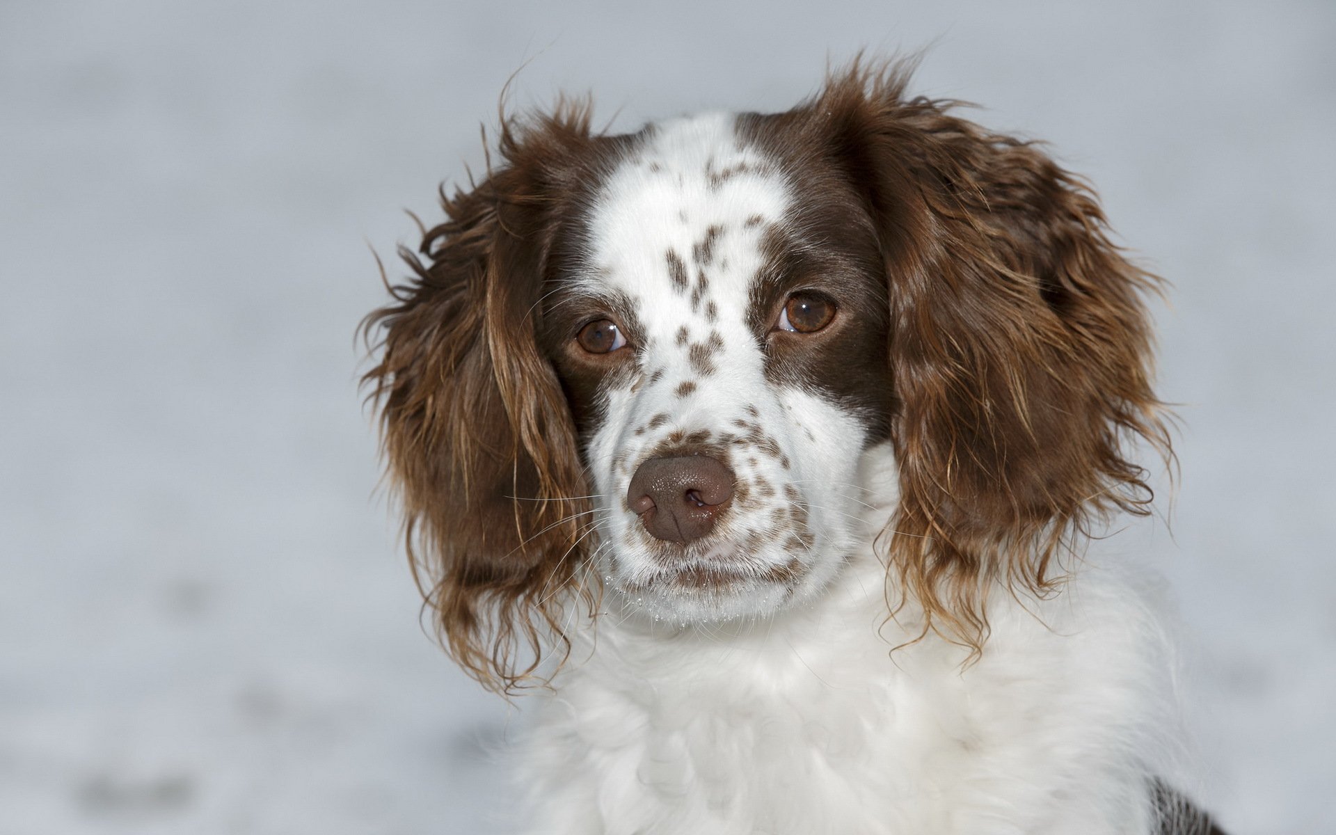 chien regard ami