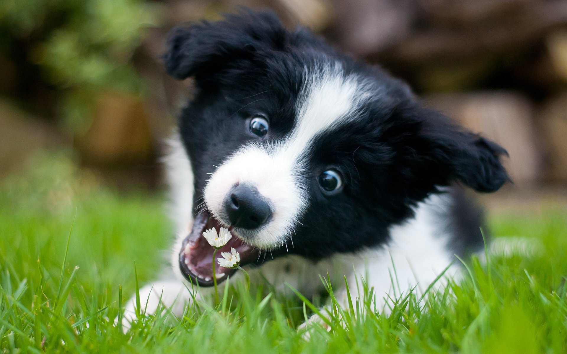 collie cucciolo fiori giocoso carta da parati