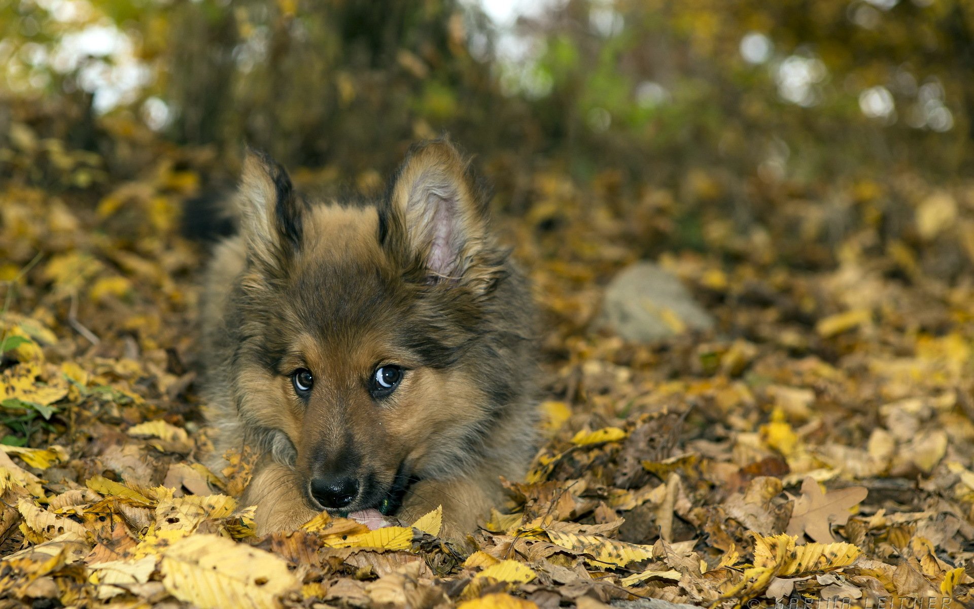 perro amigo naturaleza