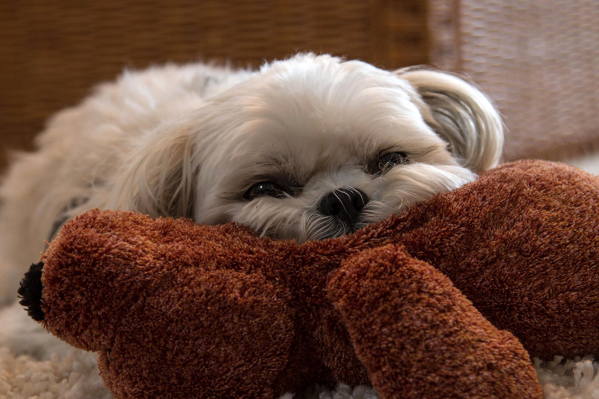 bichon wool view