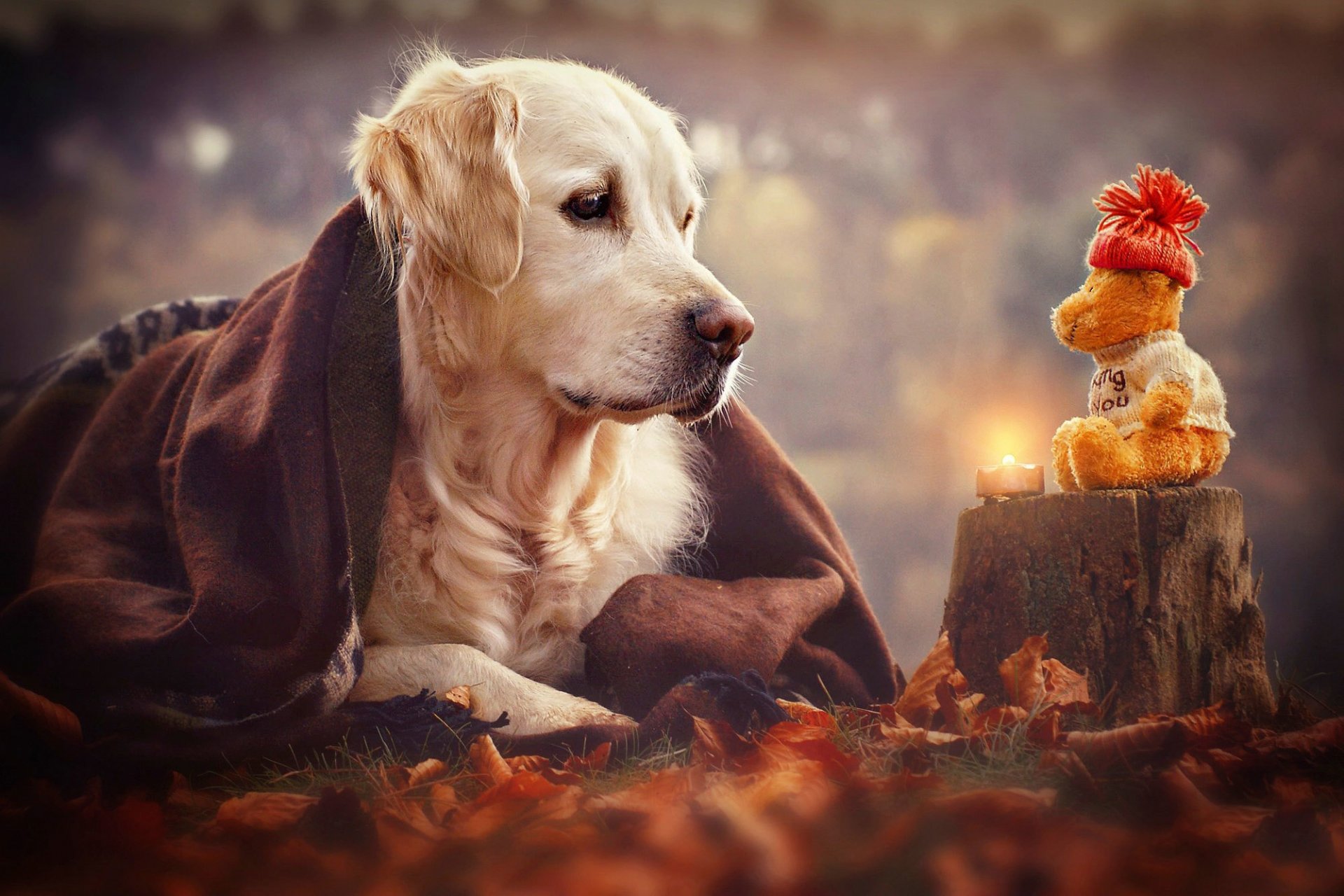 vue chien jouet
