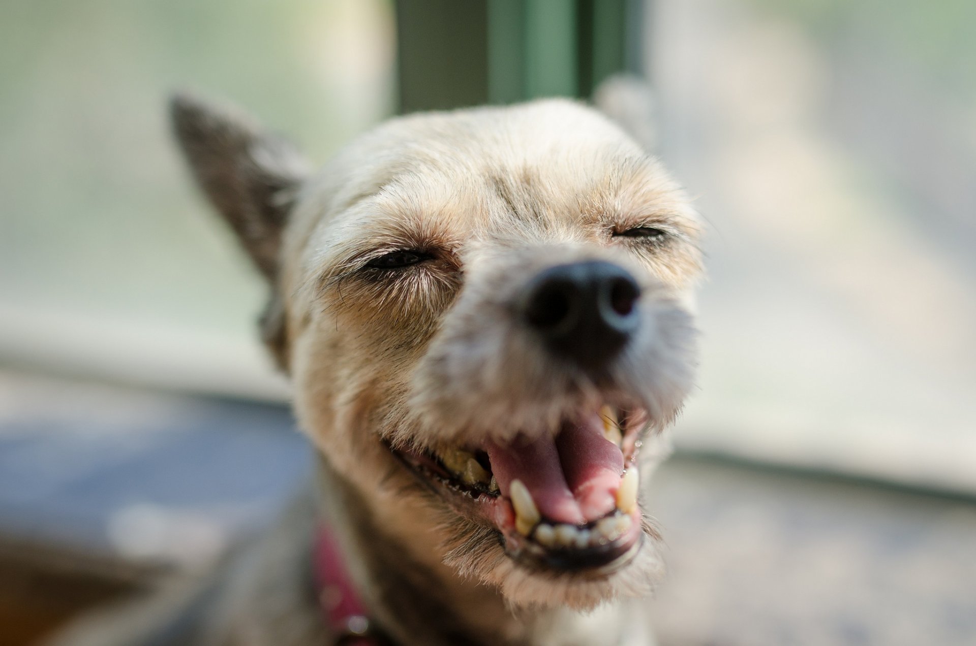 freund hund schnauze nase