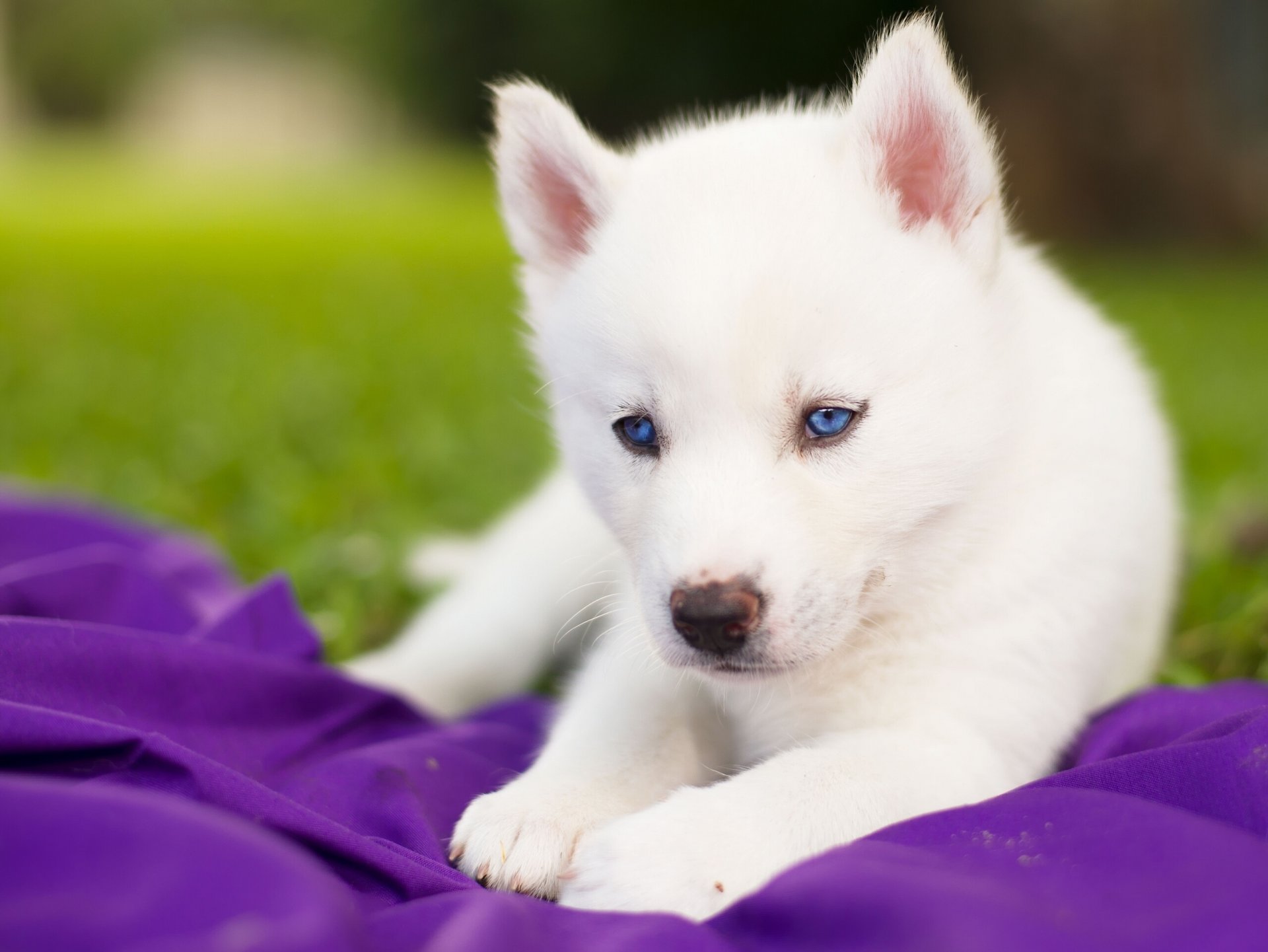iberian husky puppy white blue eye