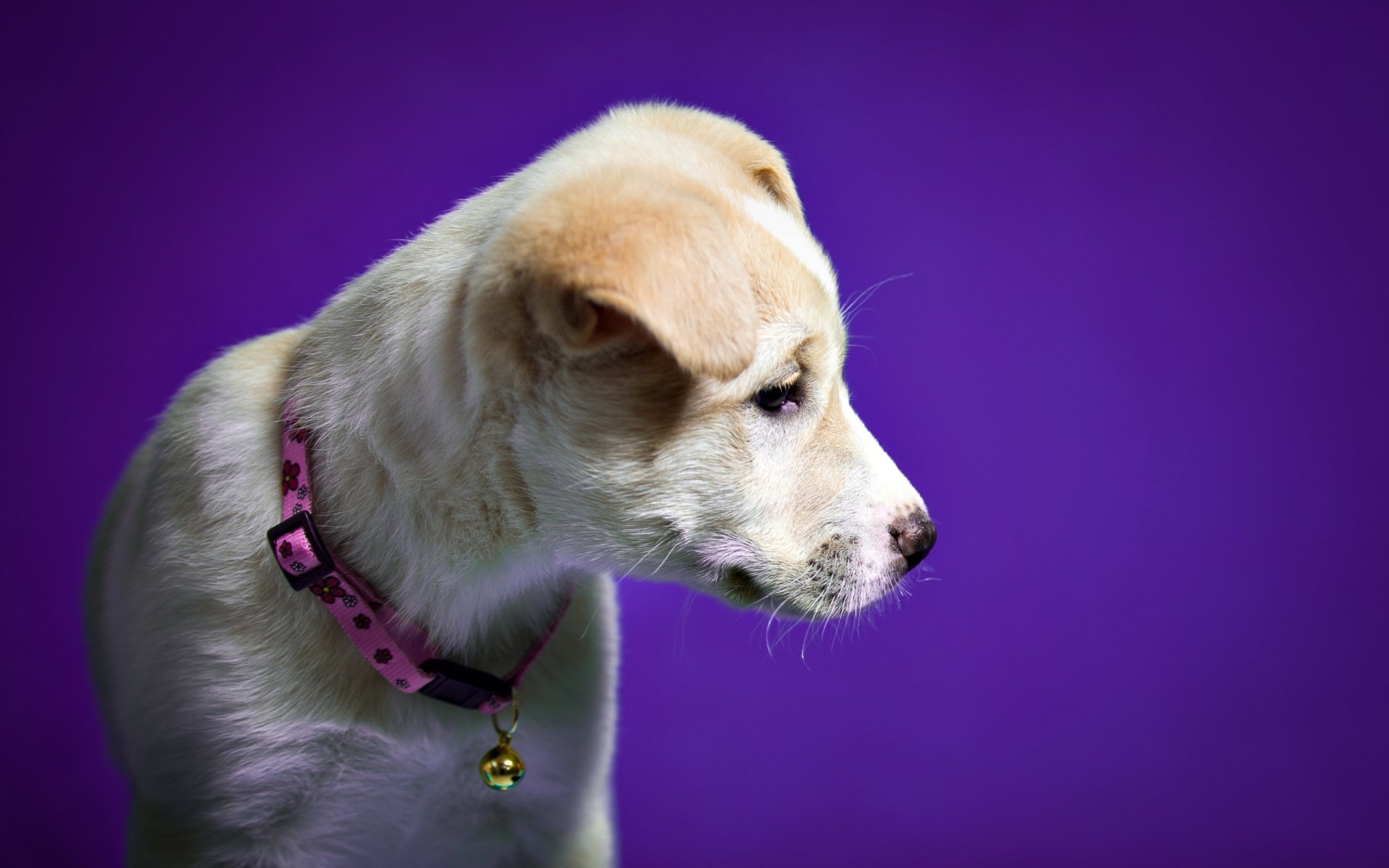 chien regard ami