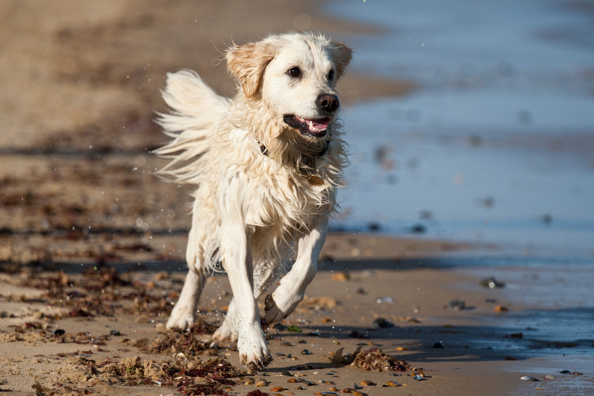 dog view other running