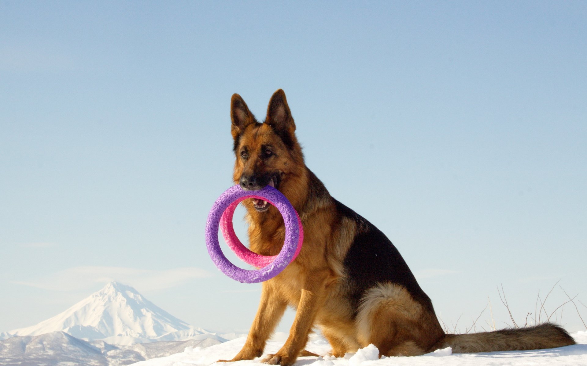 chien regard ami