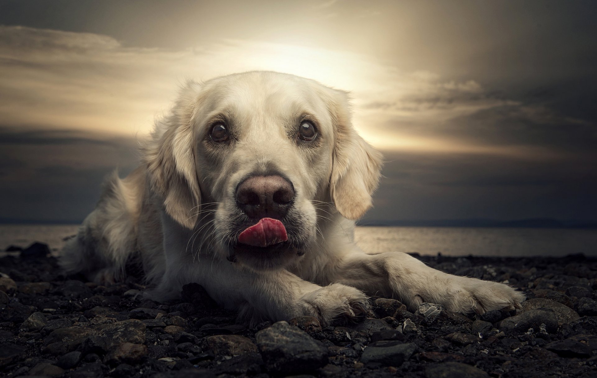 labrador cane spiaggia tramonto ritratto