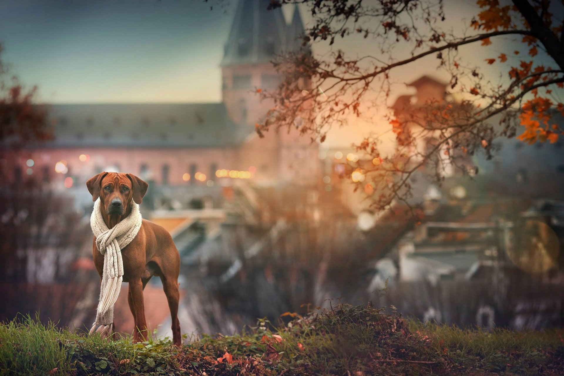 freund schal hund