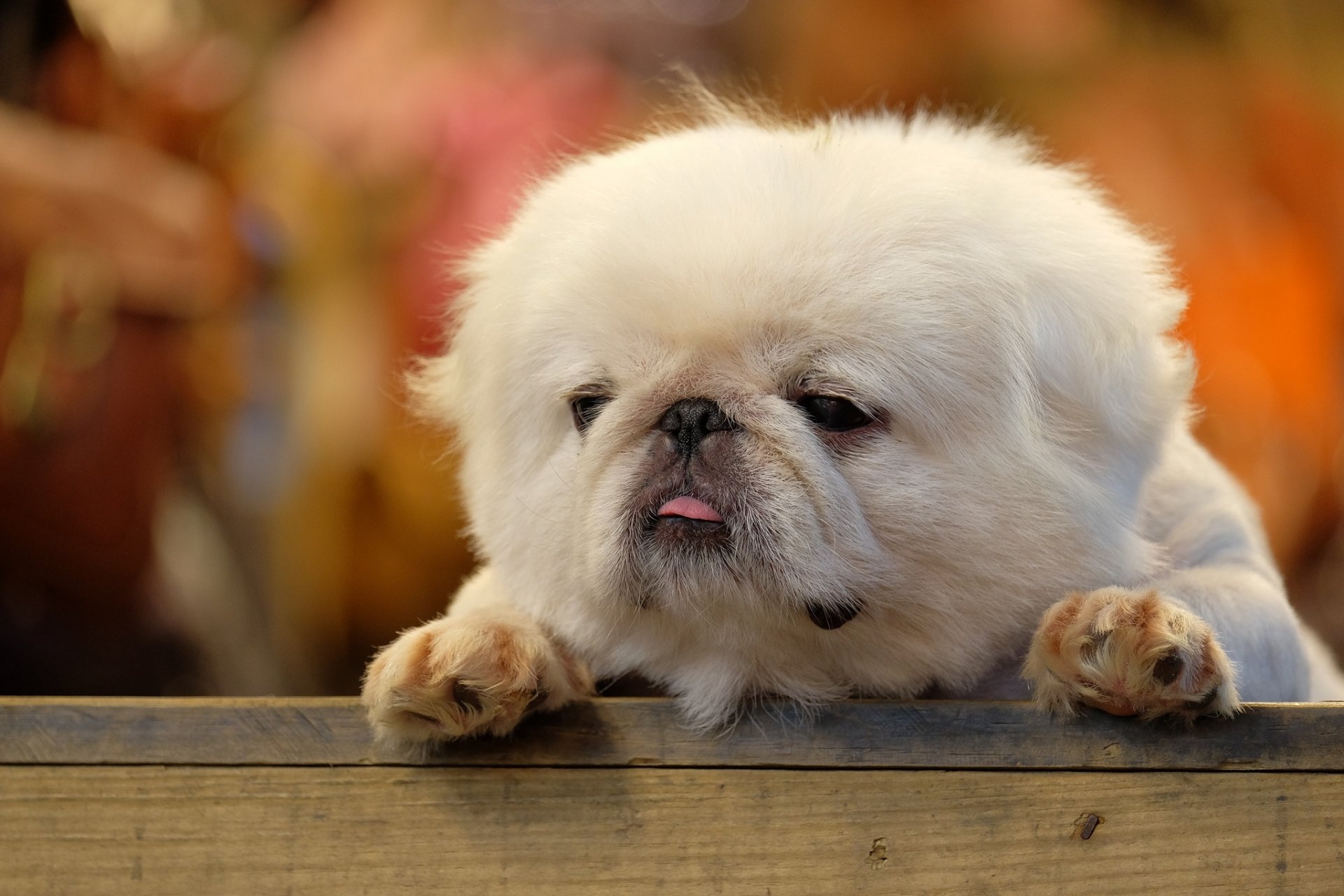 board fluffy puppy english