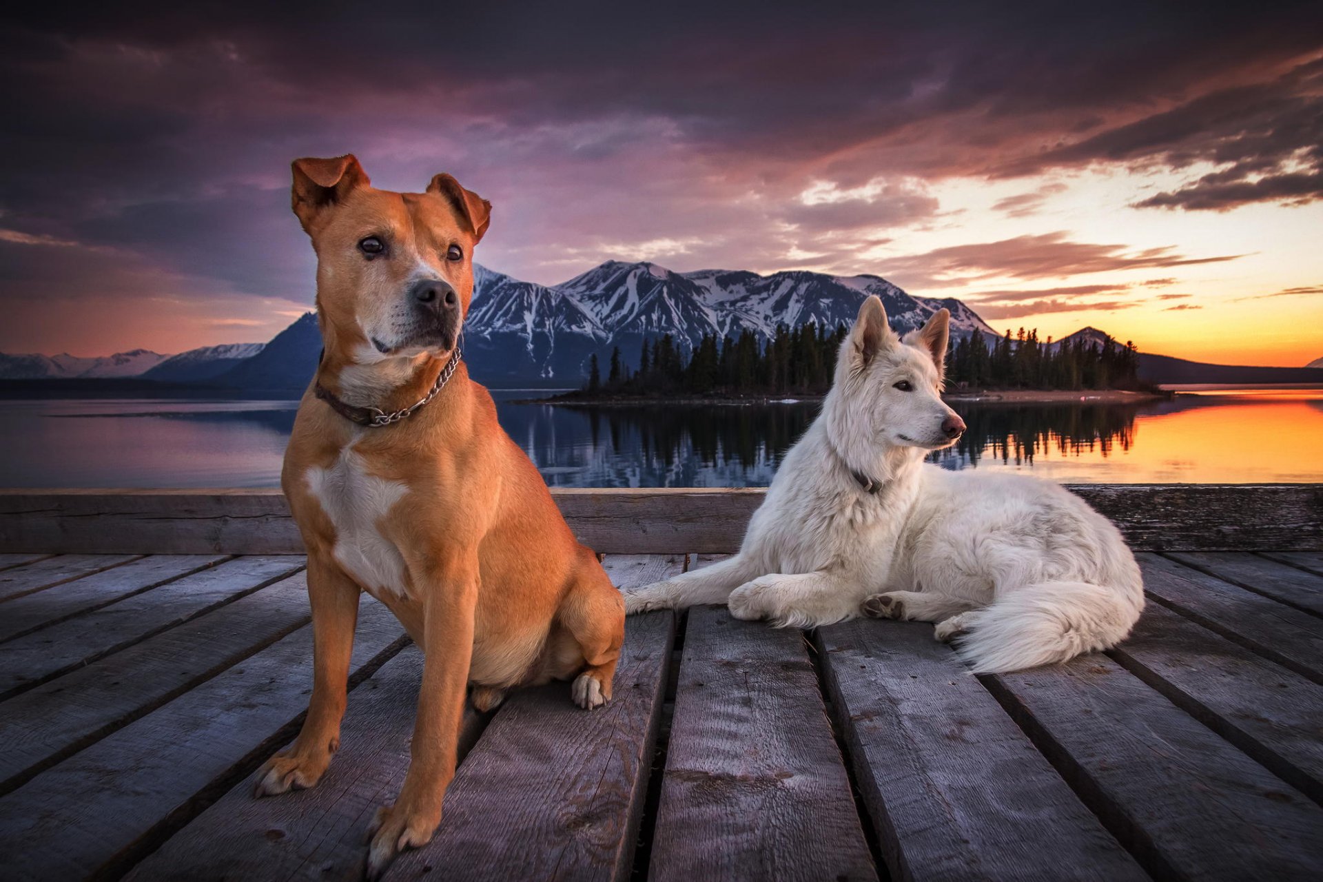 chiens jetée montagnes ciel nuages